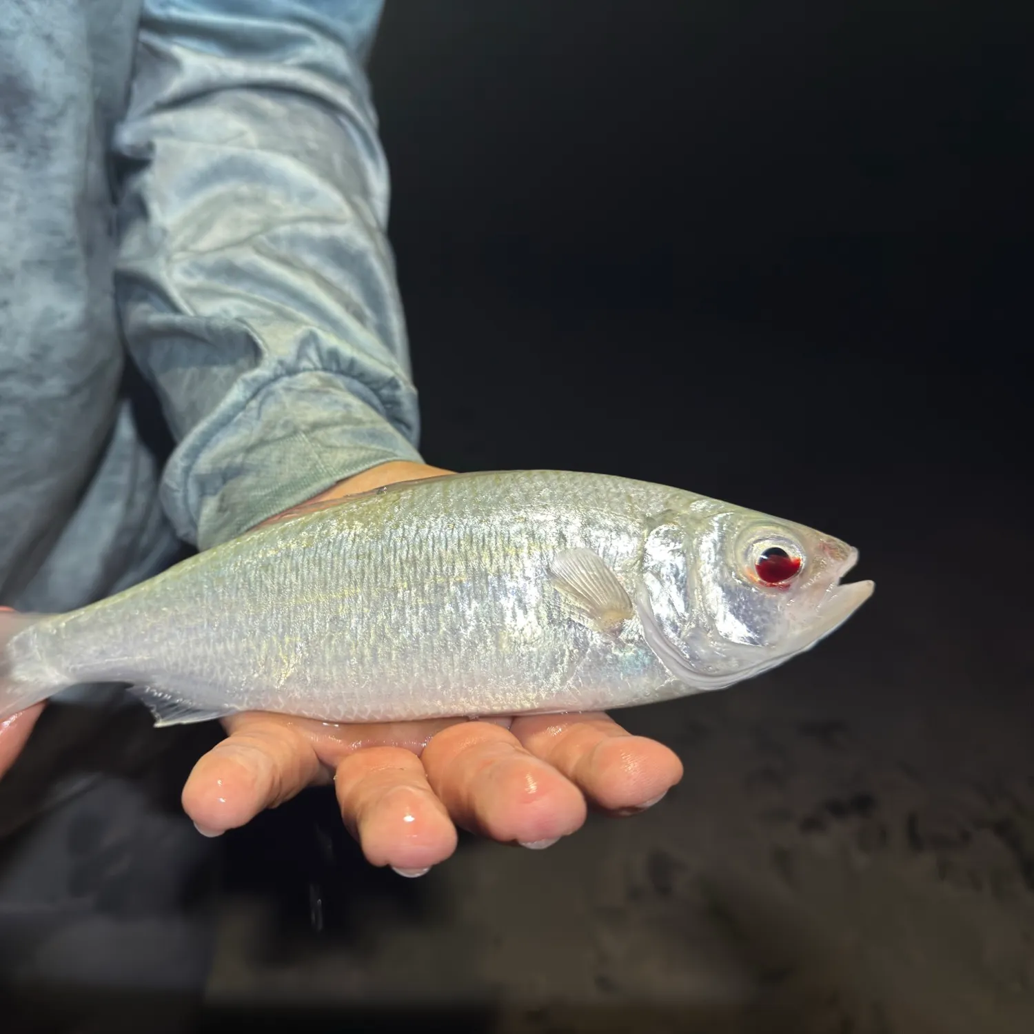 The most popular recent Australian ruff catch on Fishbrain