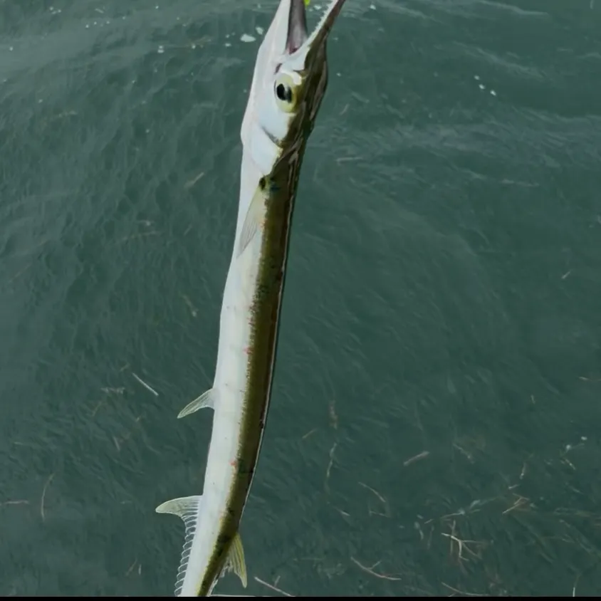 The most recent Flat needlefish catches on Fishbrain