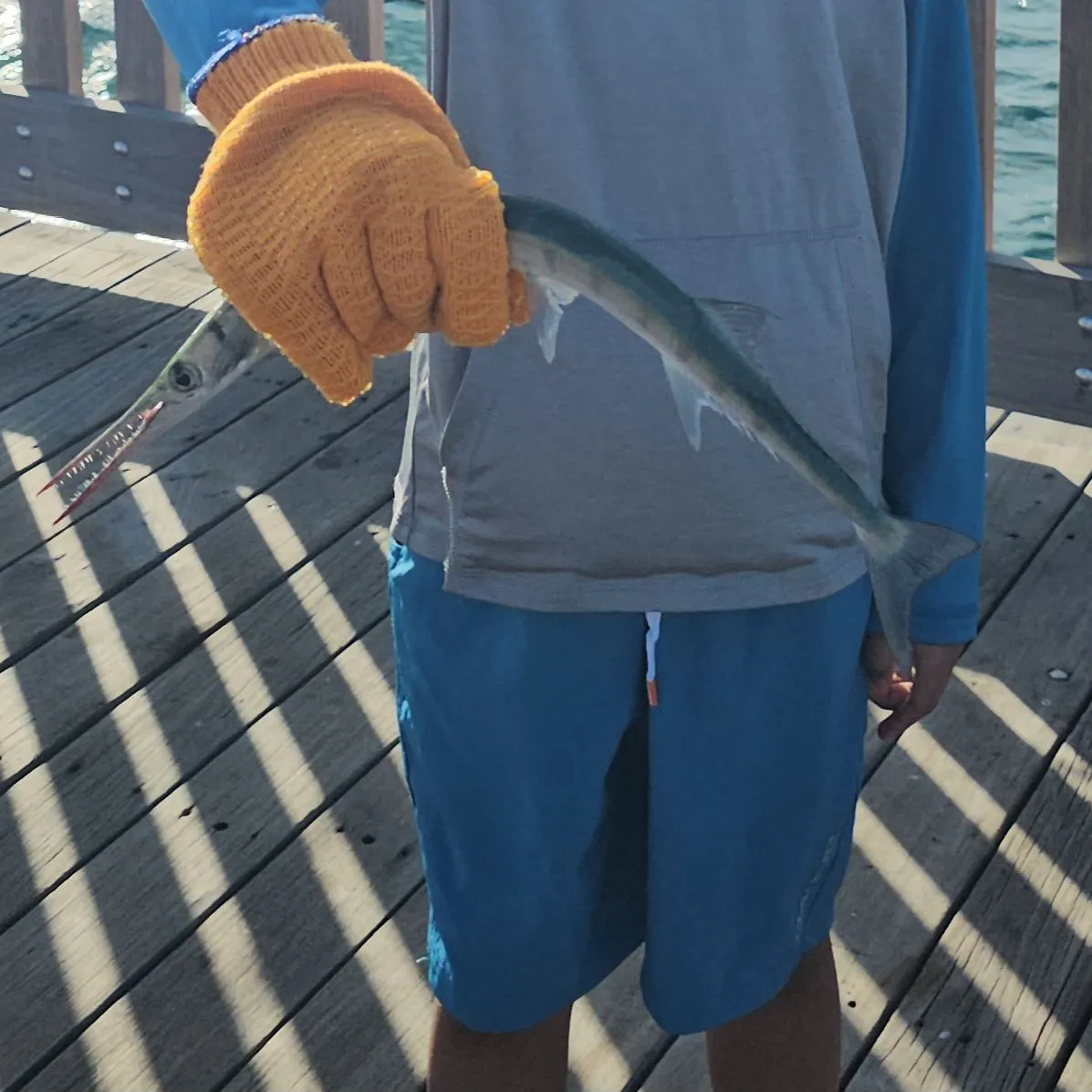 The most recent Atlantic needlefish catches on Fishbrain