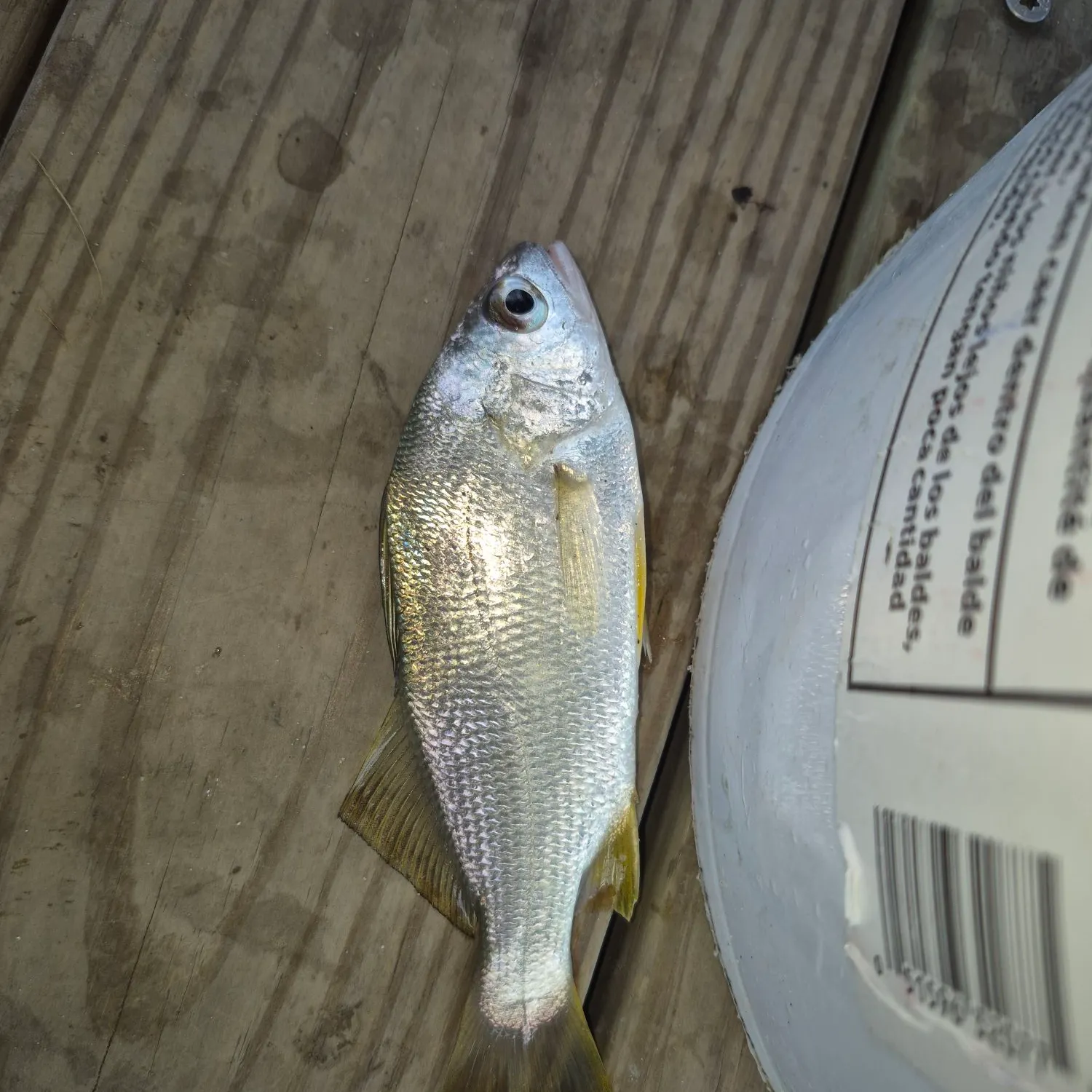 The most recent Silver perch catches on Fishbrain