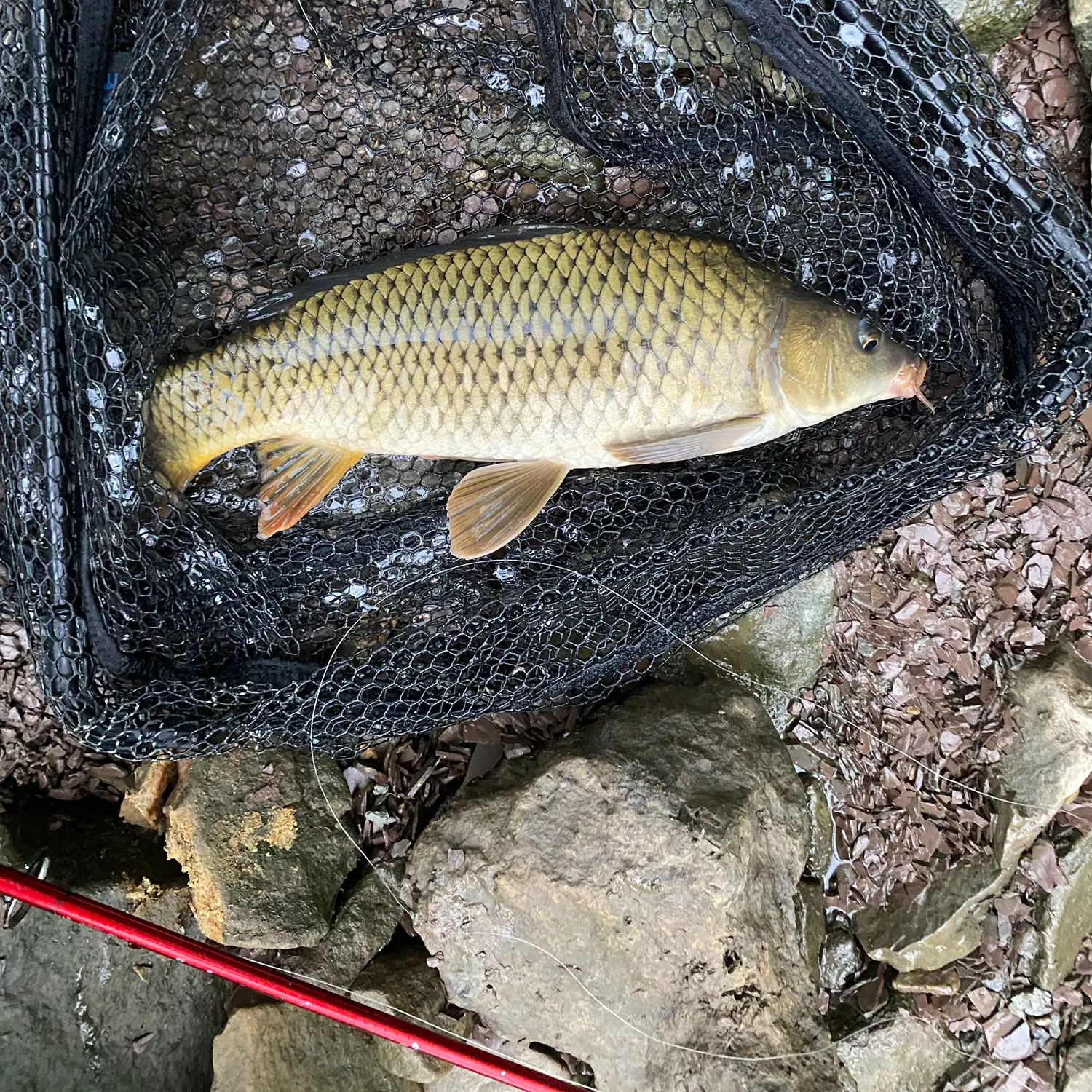 Common carp caught on Fishbrain