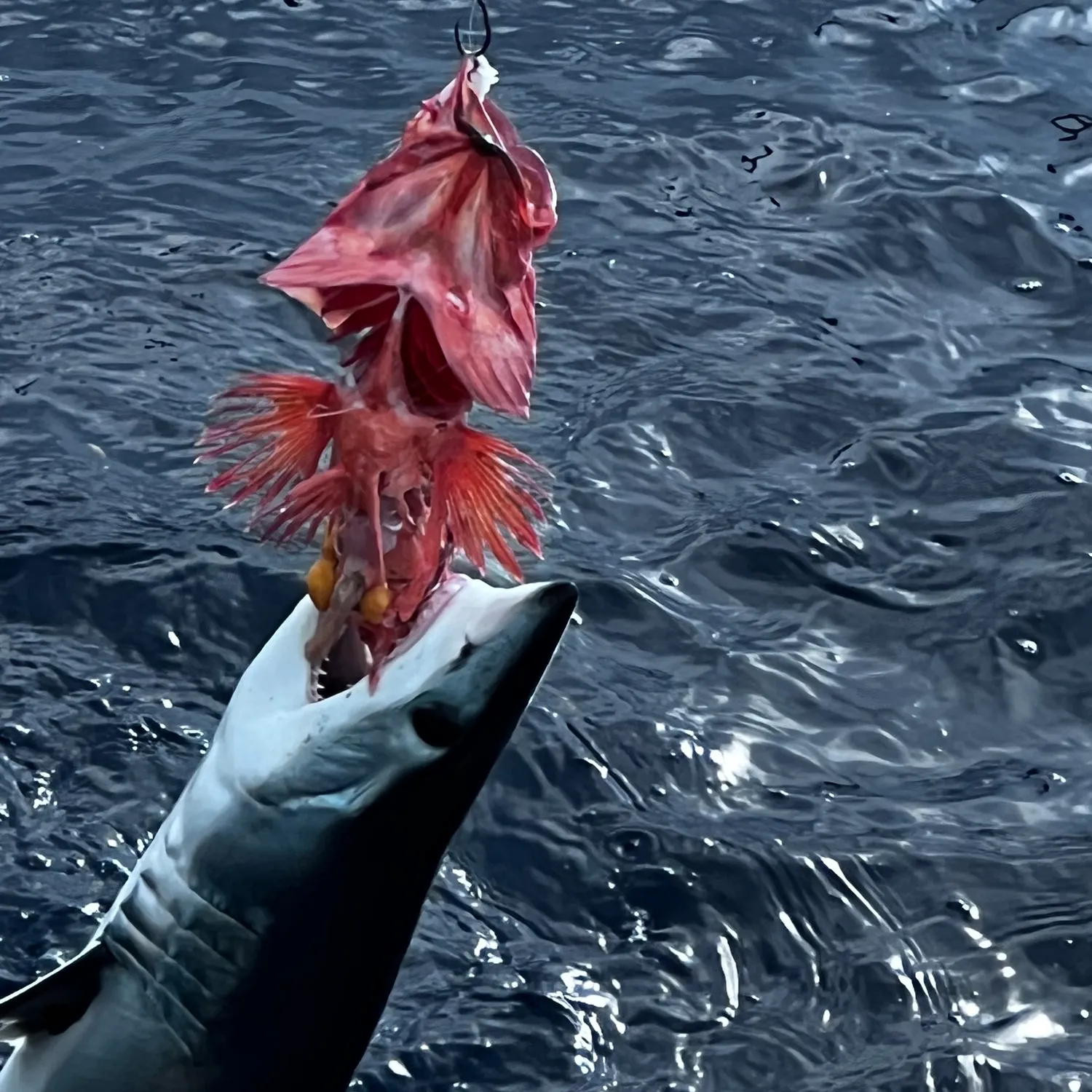 The most recent Vermilion rockfish catches on Fishbrain