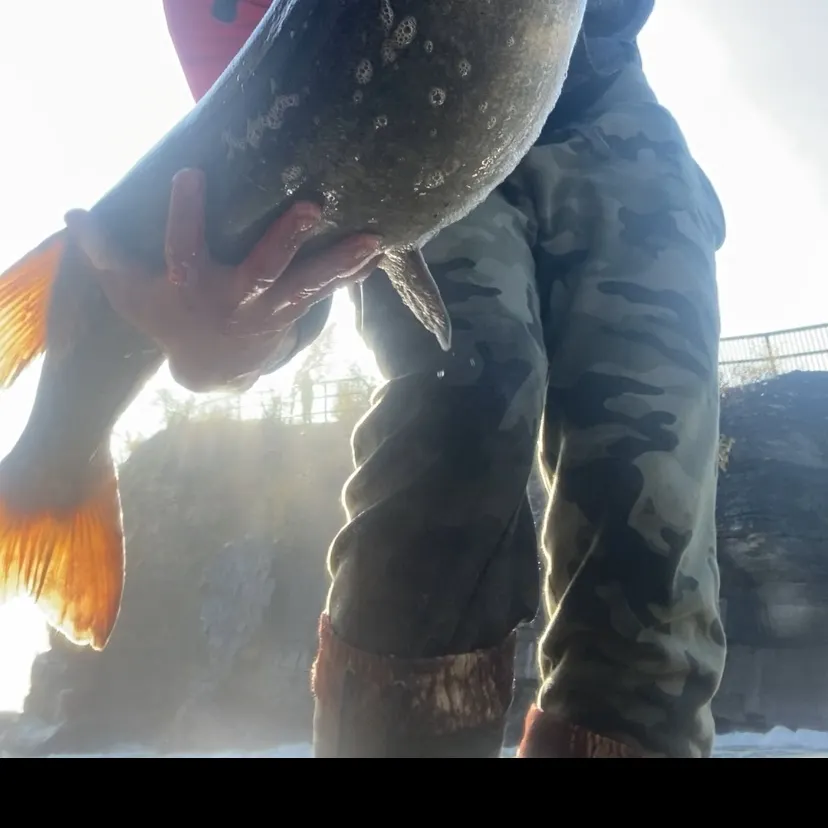 The most recent Muskellunge catches on Fishbrain