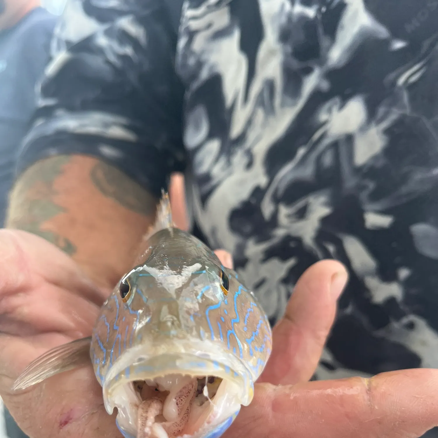 The most recent Dark-striped squirrelfish catches on Fishbrain