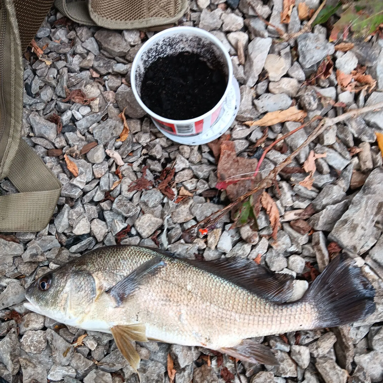 Freshwater drum caught on Fishbrain