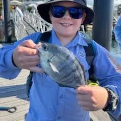The most recent Sea sweep catches on Fishbrain