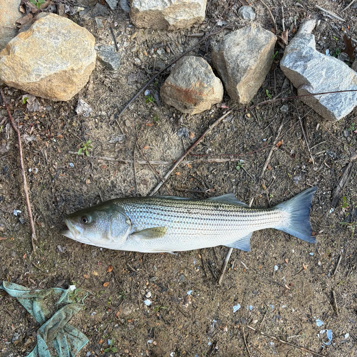 The most recent Striped bass catches on Fishbrain