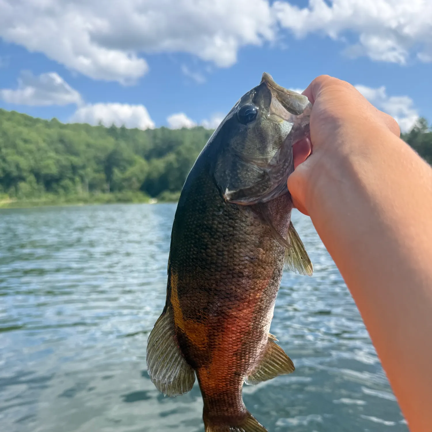 Smallmouth bass caught on Fishbrain
