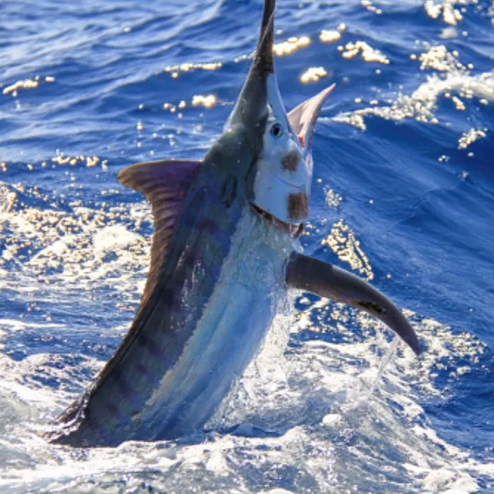 The most recent Atlantic sailfish catches on Fishbrain