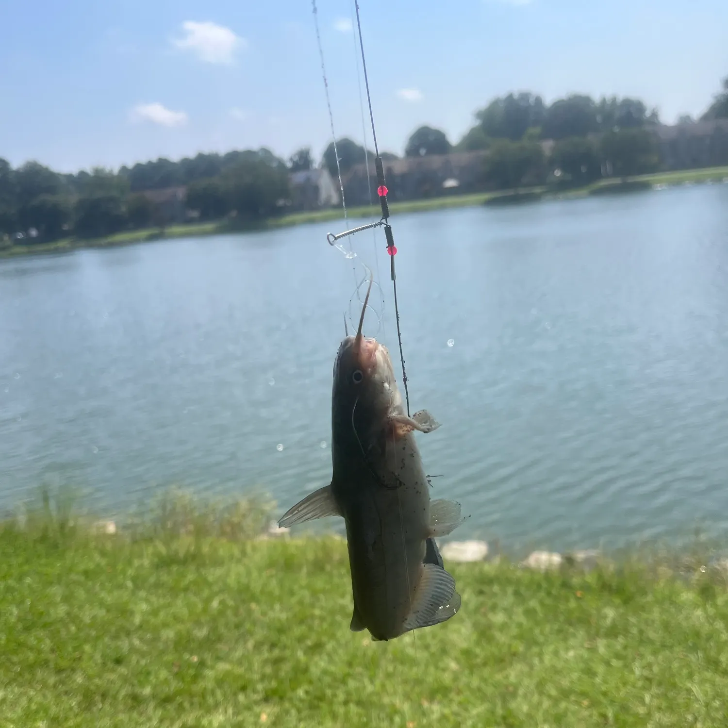 Yellow bullhead caught on Fishbrain