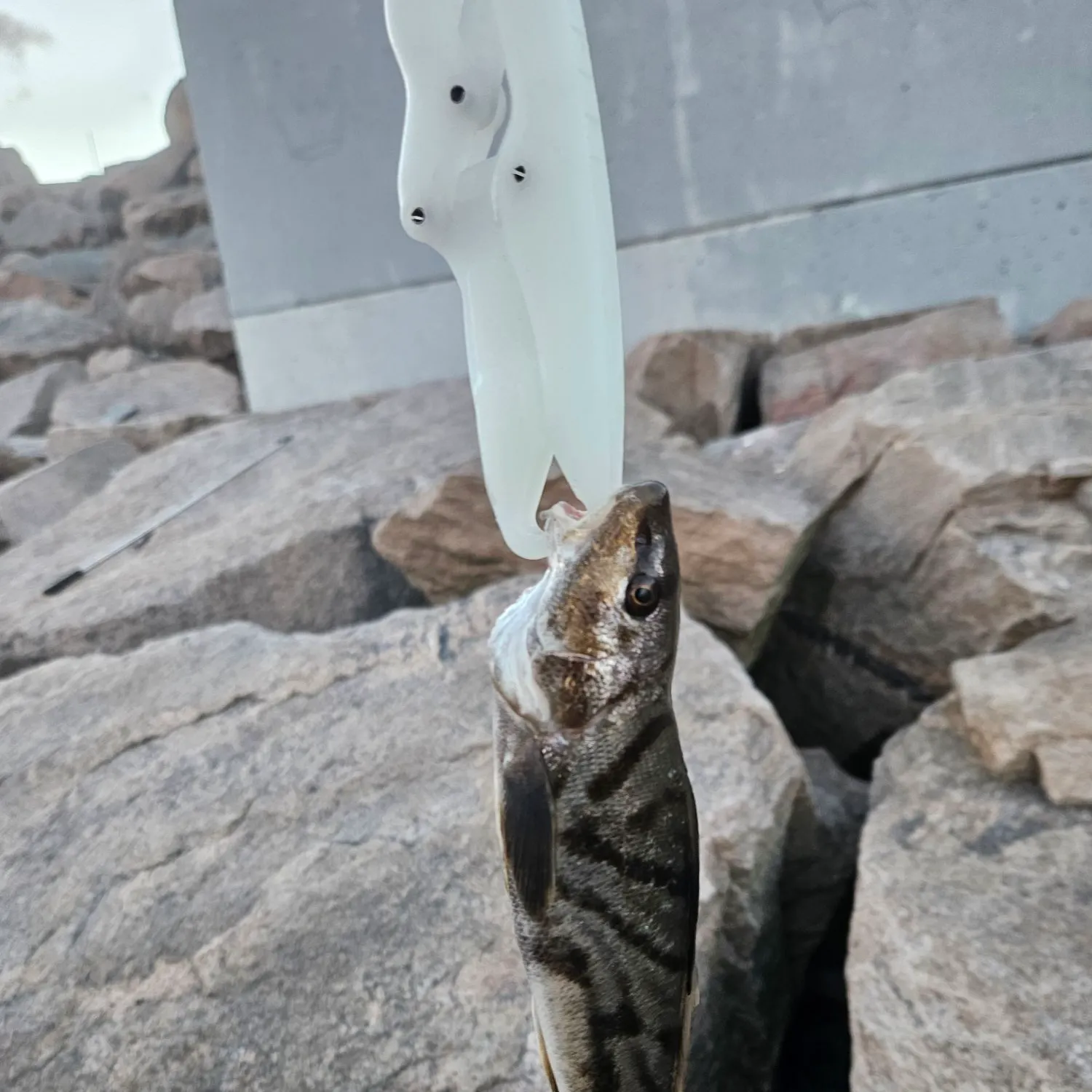 Northern kingcroaker caught on Fishbrain