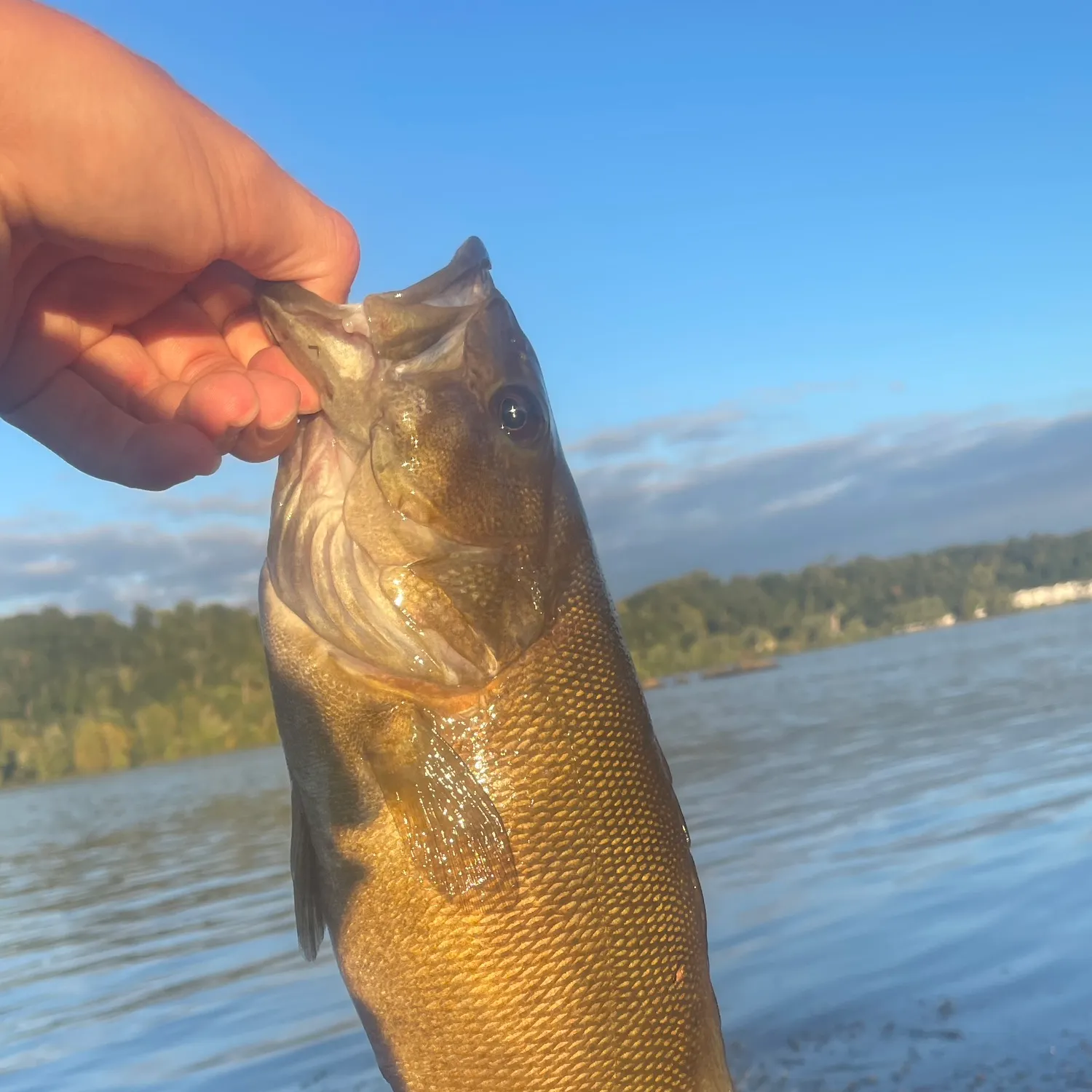Smallmouth bass caught on Fishbrain