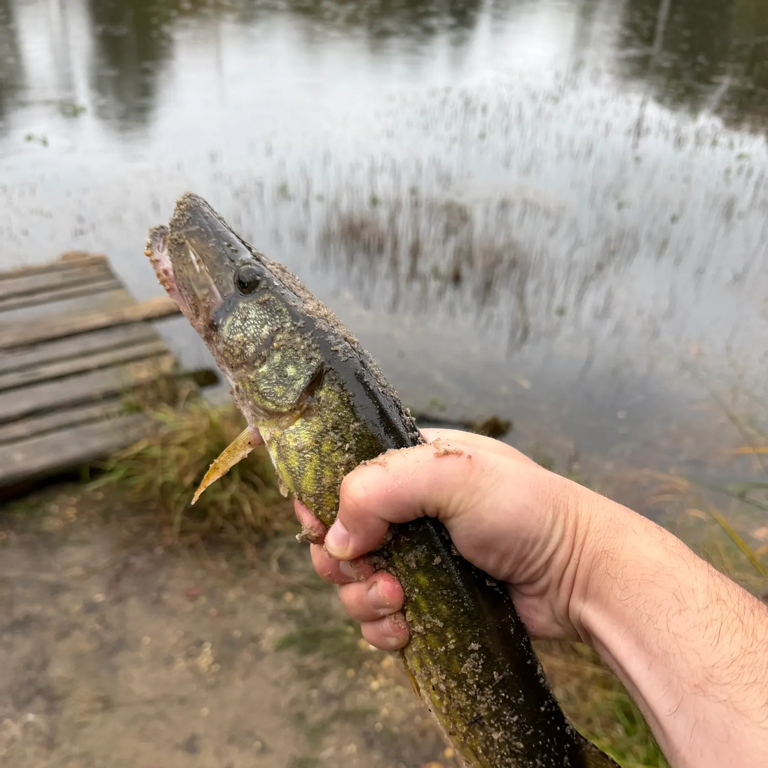 Chain pickerel caught on Fishbrain