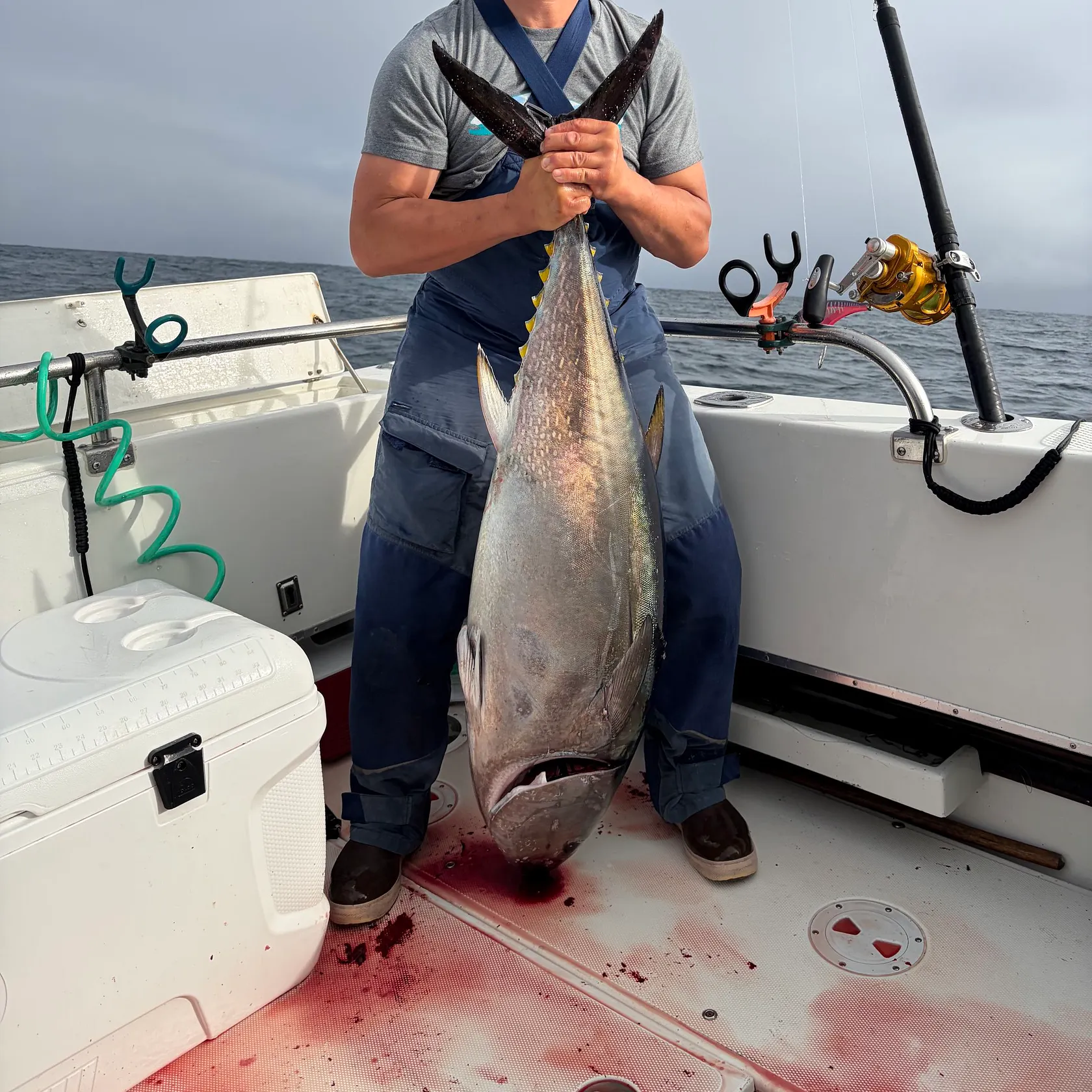 The most recent Pacific bluefin tuna catches on Fishbrain