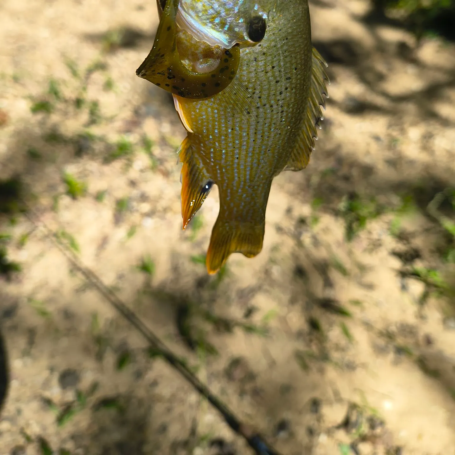 Green sunfish caught on Fishbrain