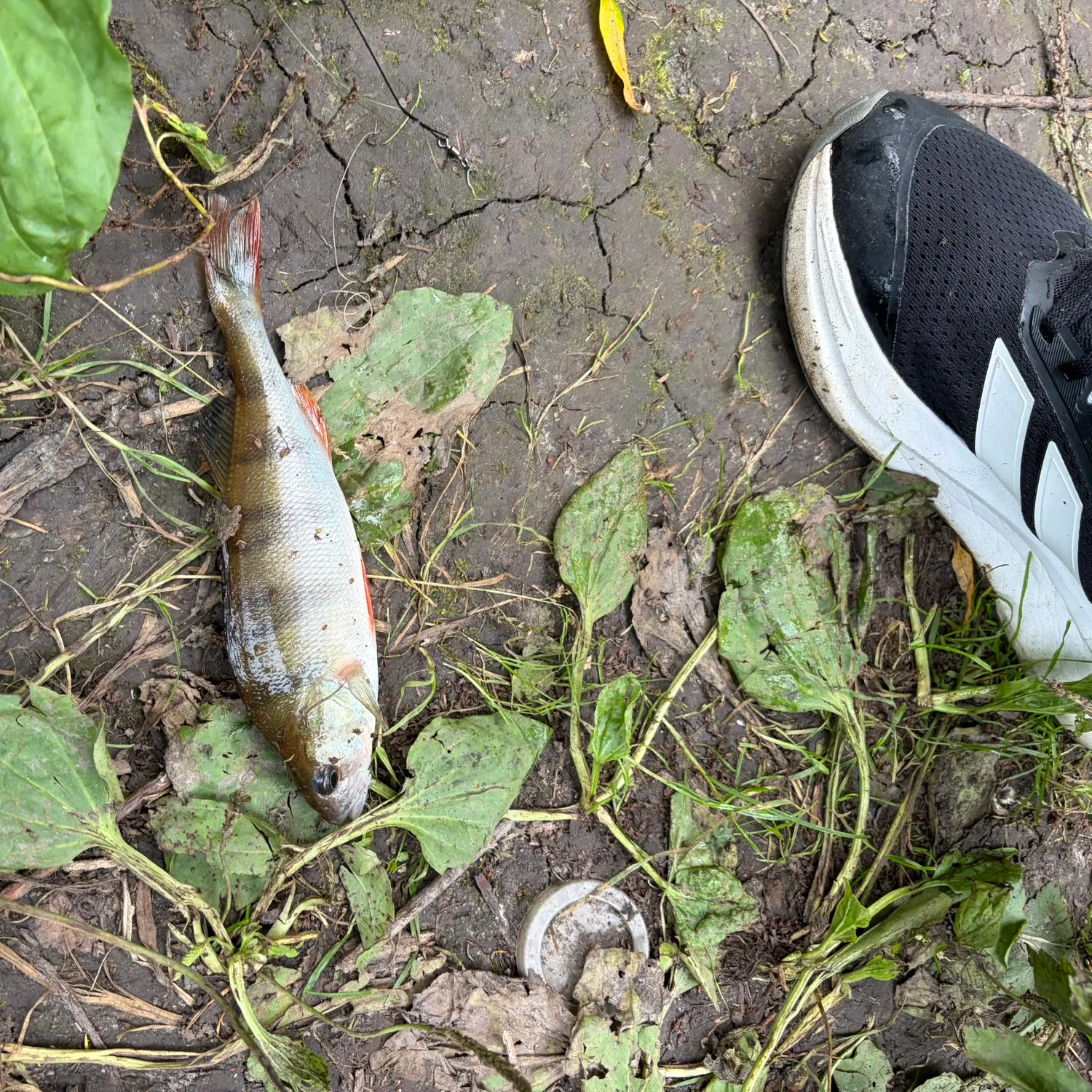 European perch caught on Fishbrain