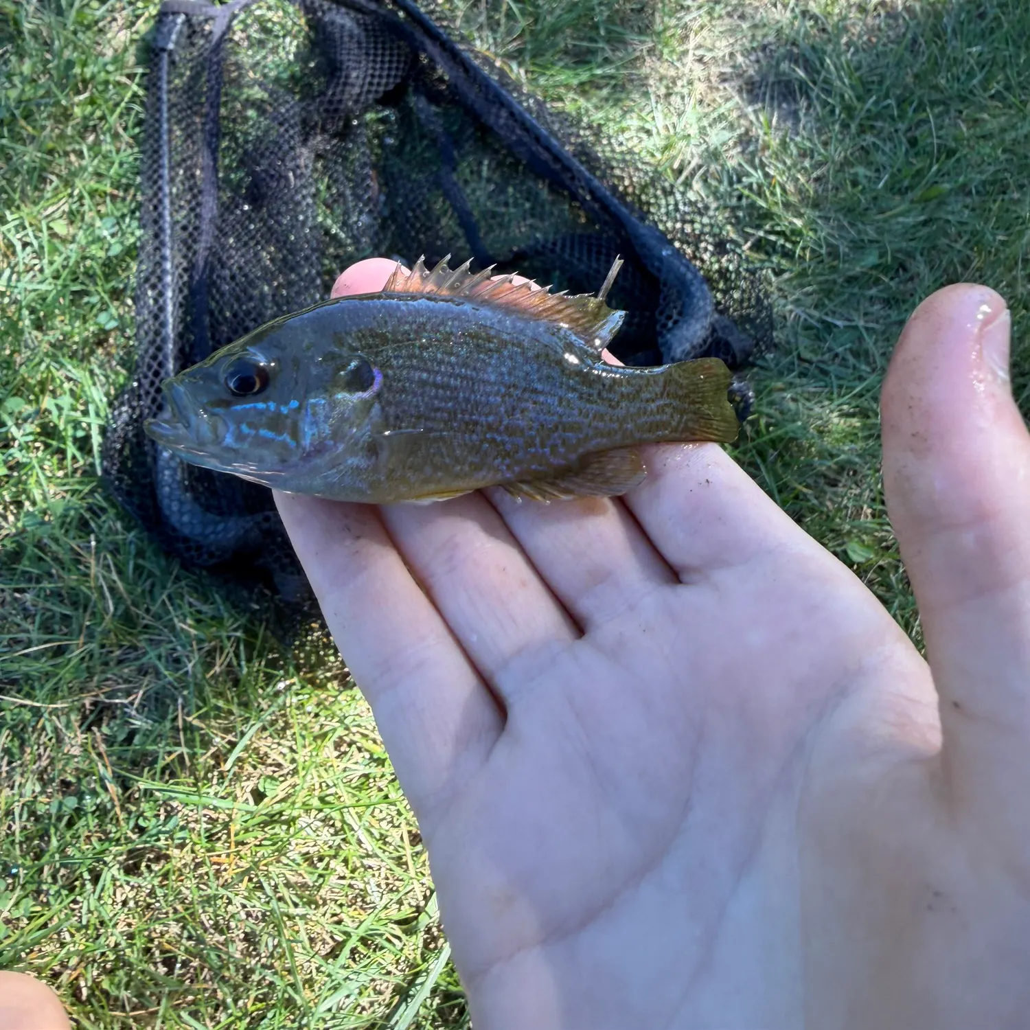 Greengill hybrid caught on Fishbrain