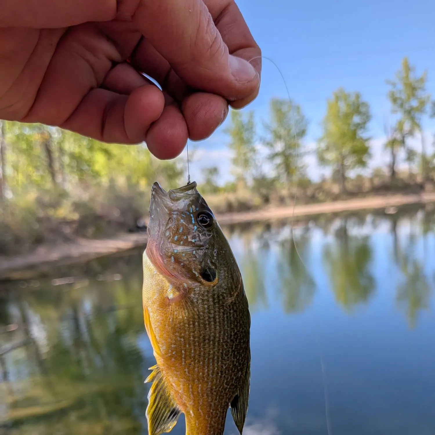 Green sunfish caught on Fishbrain