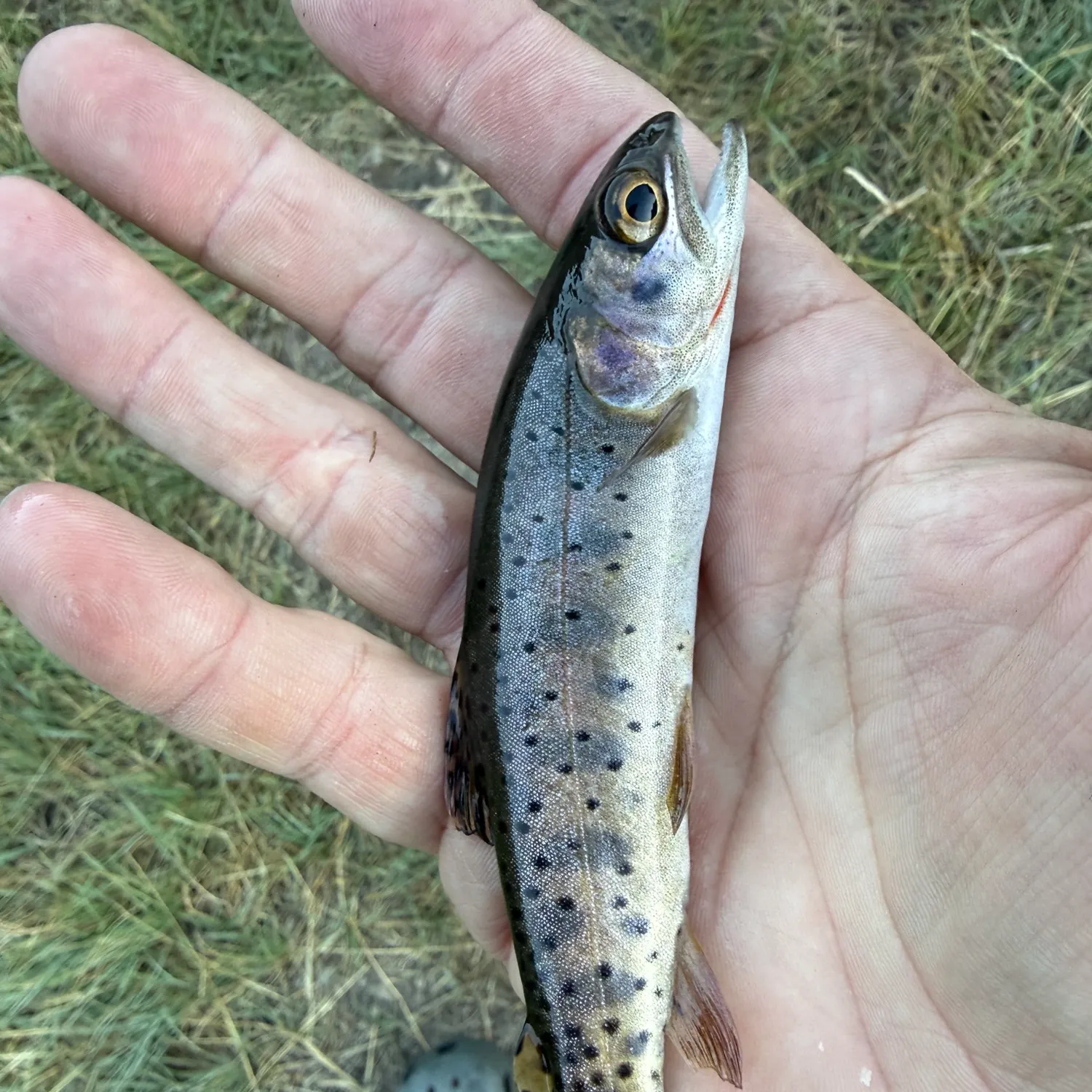 Yellowstone cutthroat trout caught on Fishbrain
