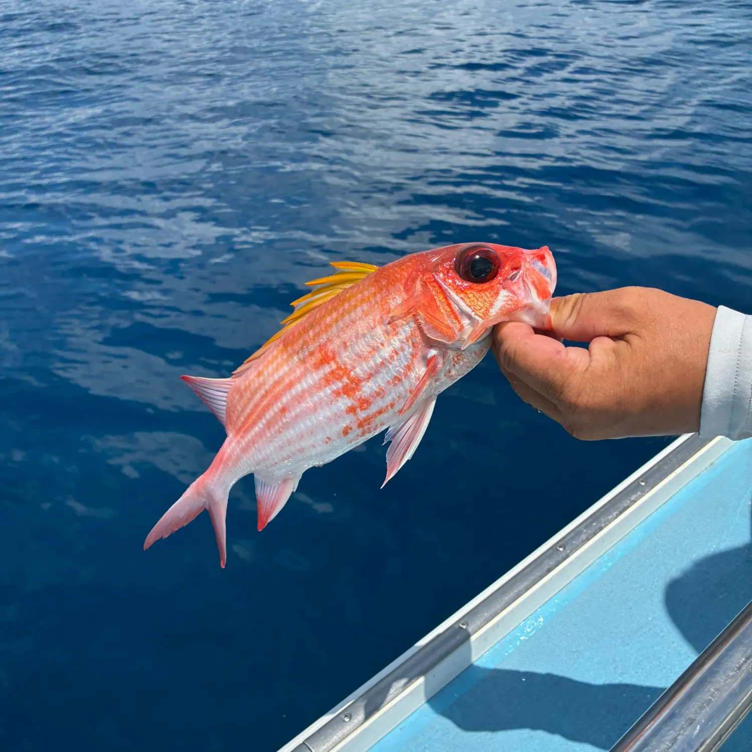 The most recent Common squirrelfish catches on Fishbrain