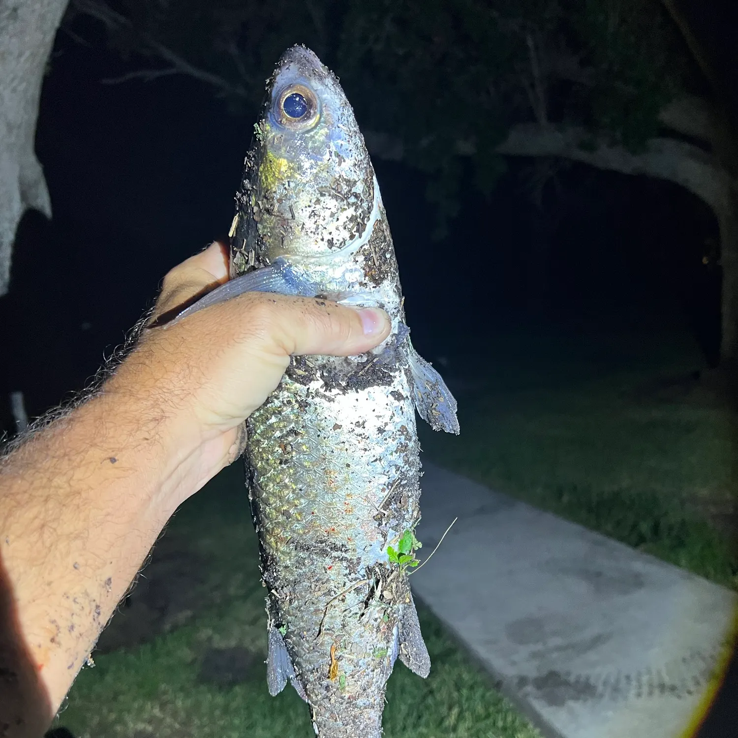Striped mullet caught on Fishbrain