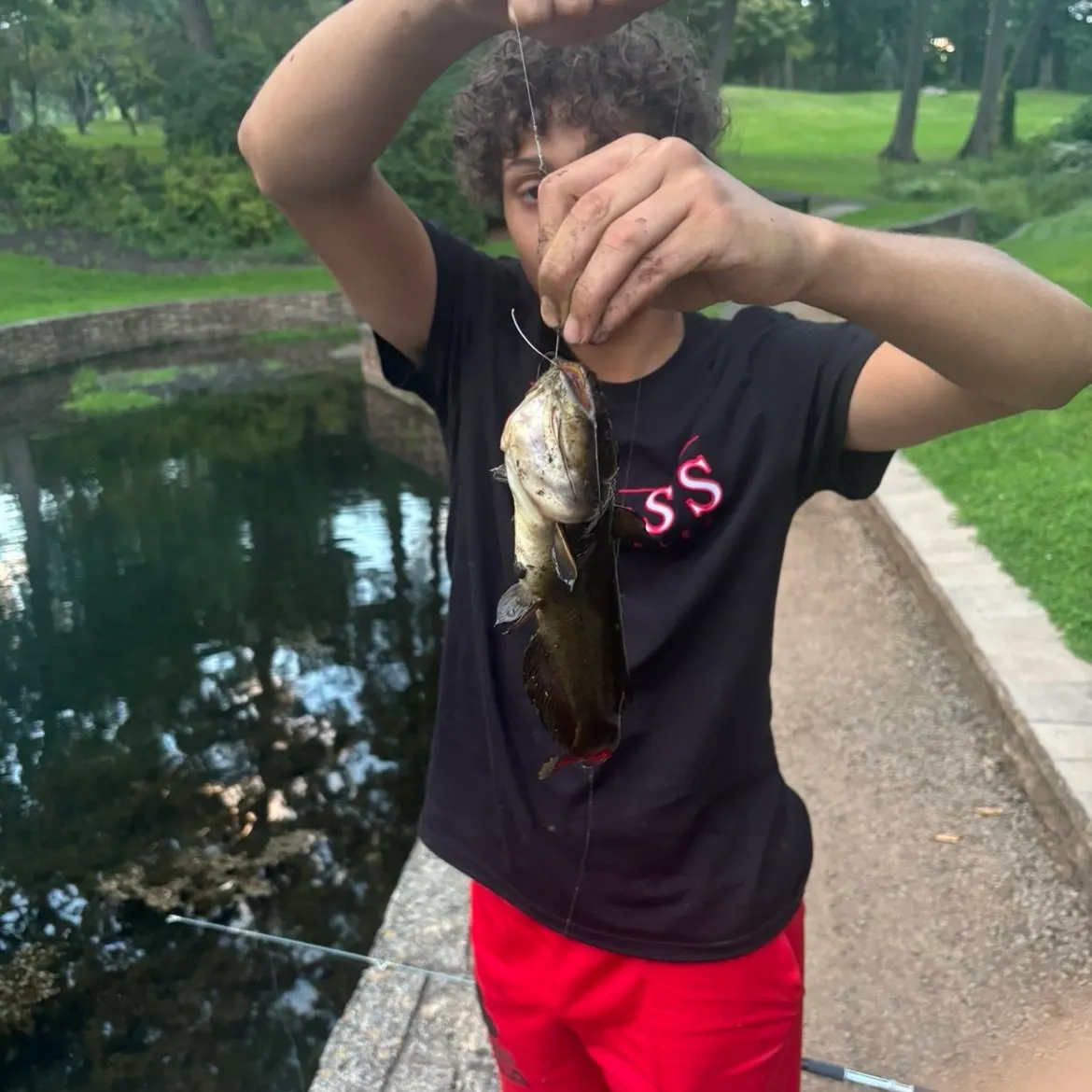 Black bullhead caught on Fishbrain