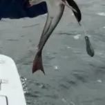 The most recent Striped searobin catches on Fishbrain