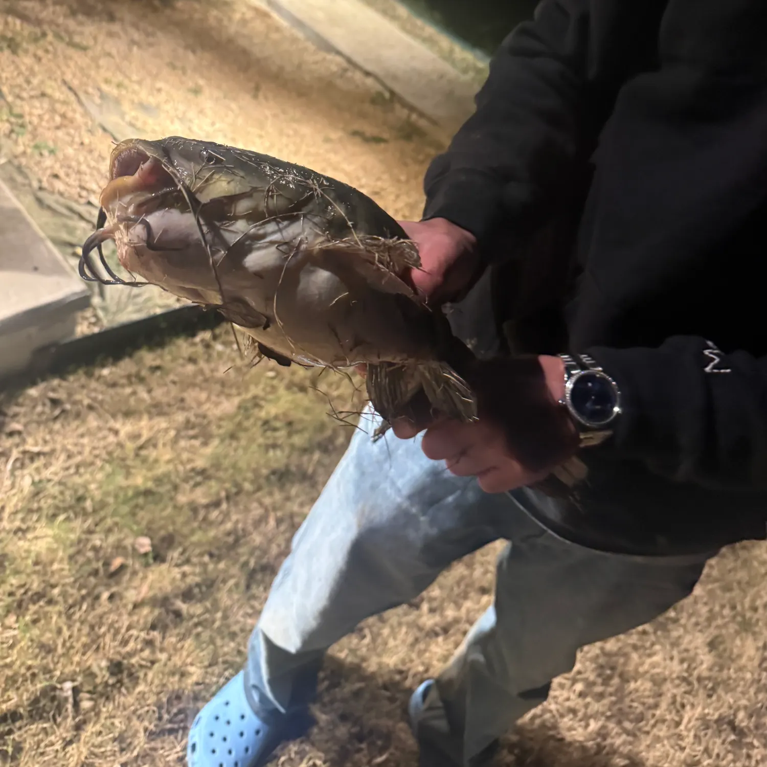 The most recent Black bullhead catches on Fishbrain