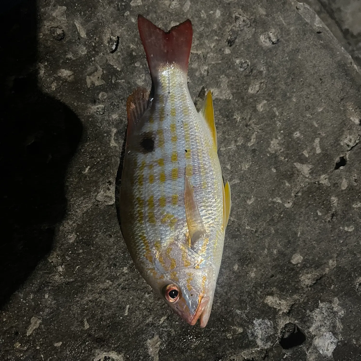 The most recent Lane snapper catches on Fishbrain