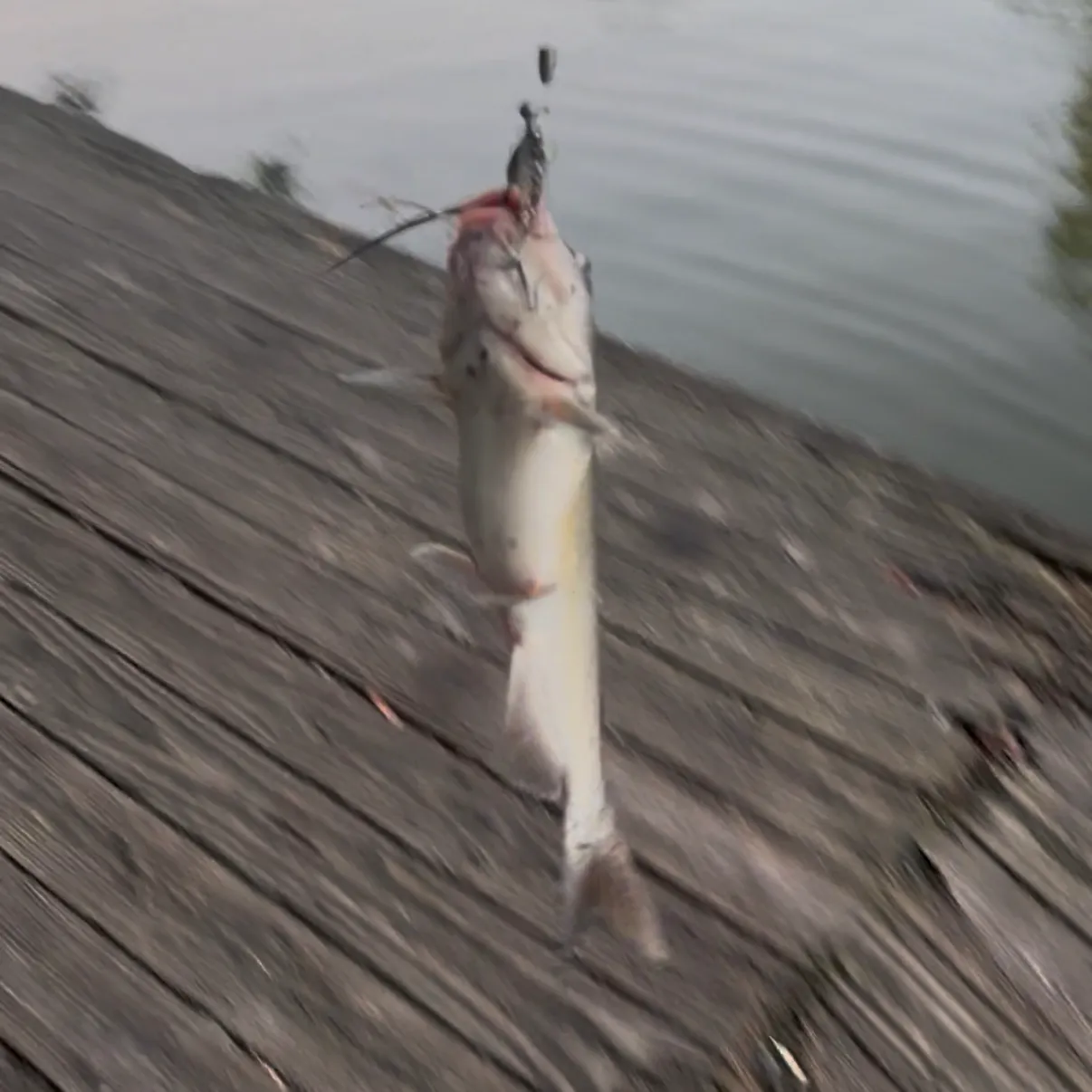 Channel catfish caught on Fishbrain