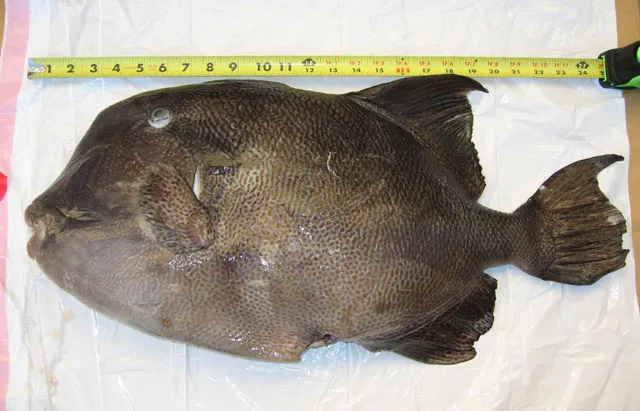 Stone triggerfish