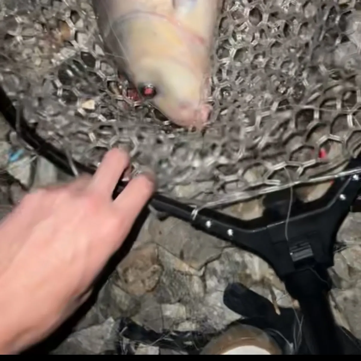 Smallmouth buffalo caught on Fishbrain