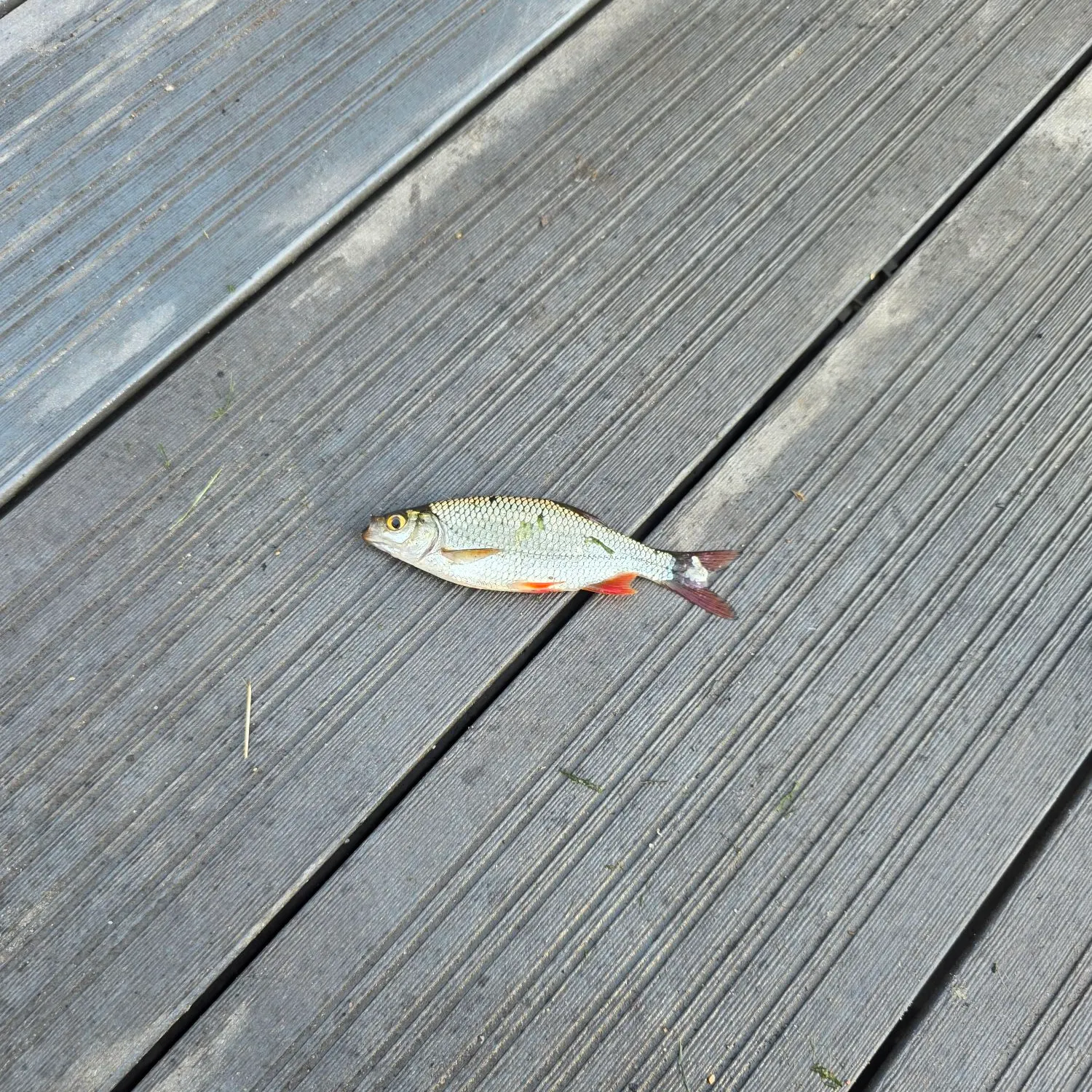 Common roach caught on Fishbrain