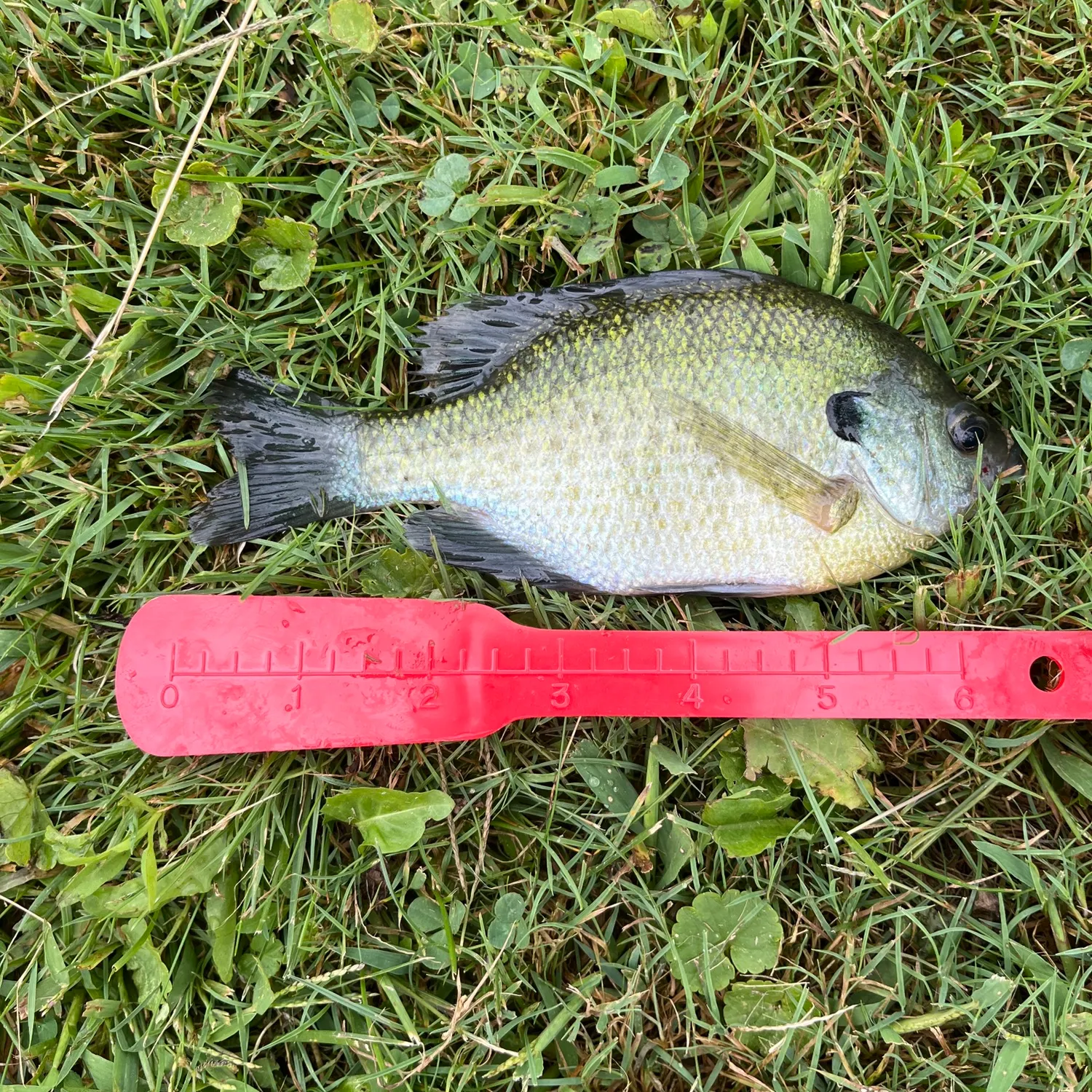 Bluegill caught on Fishbrain