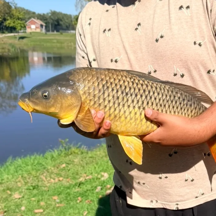 Common carp caught on Fishbrain