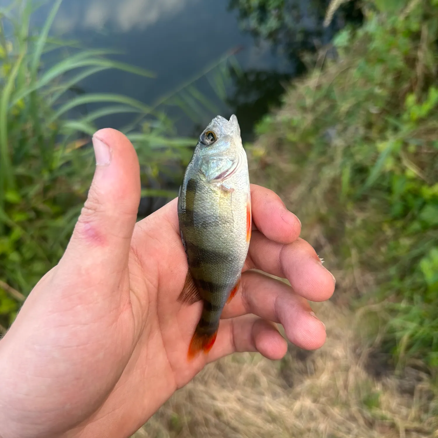 European perch caught on Fishbrain