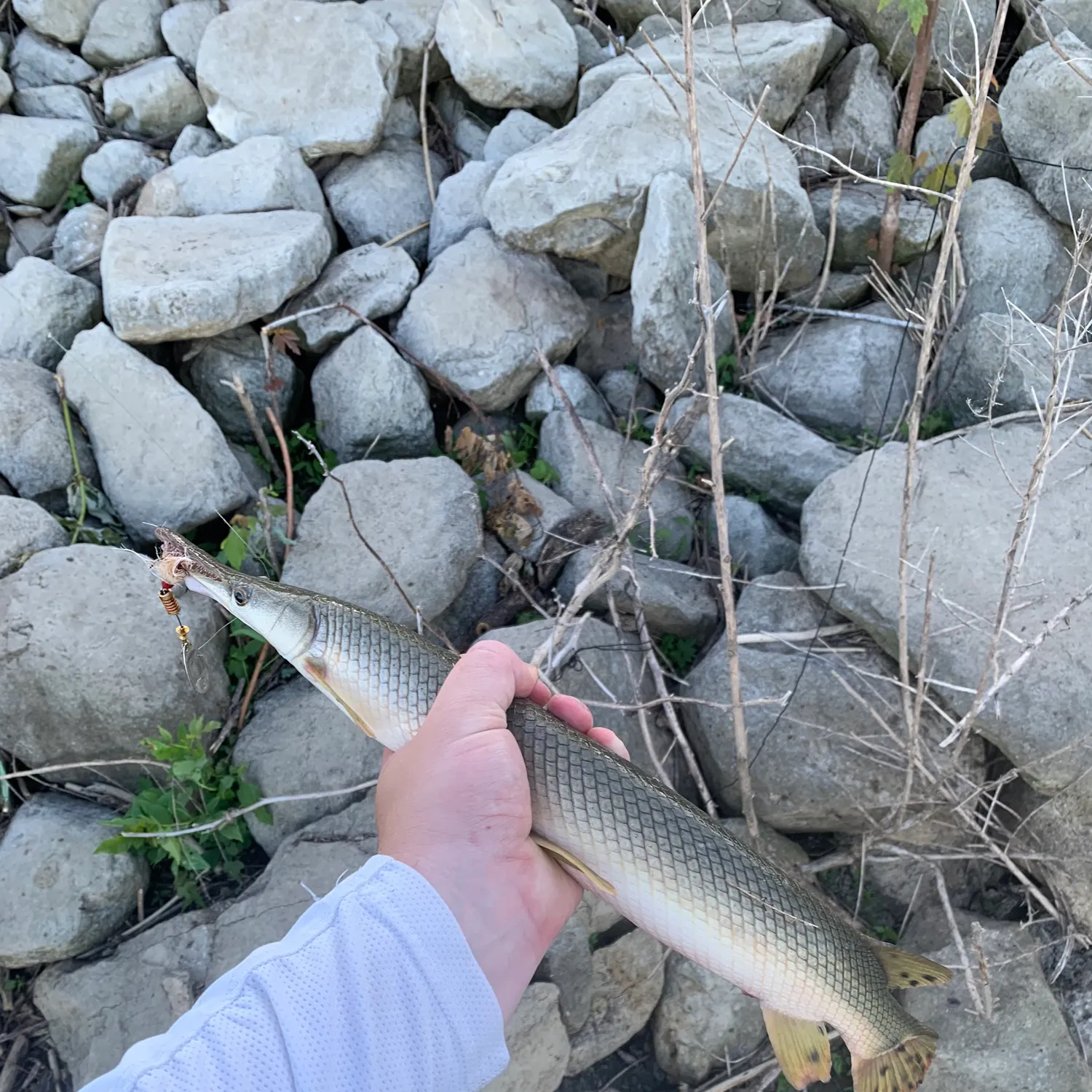 recently logged catches