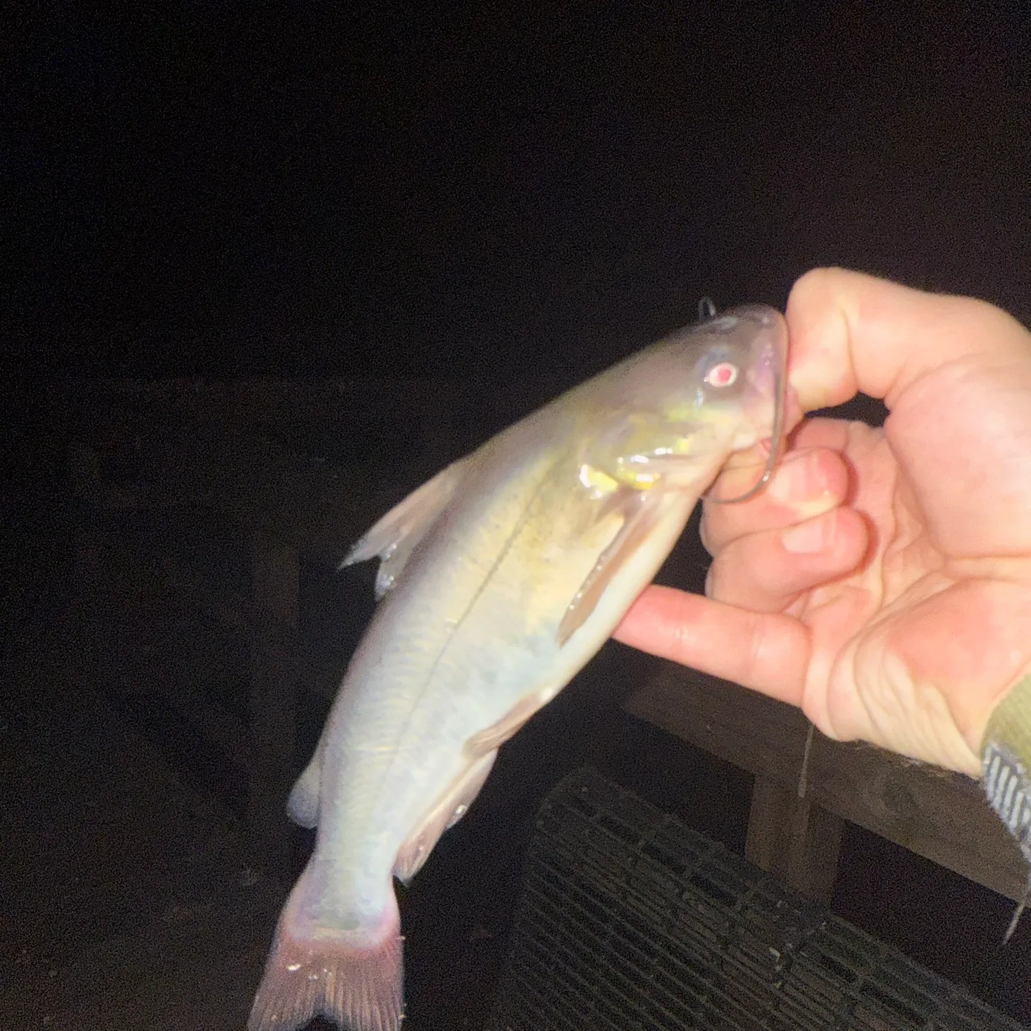White bullhead caught on Fishbrain