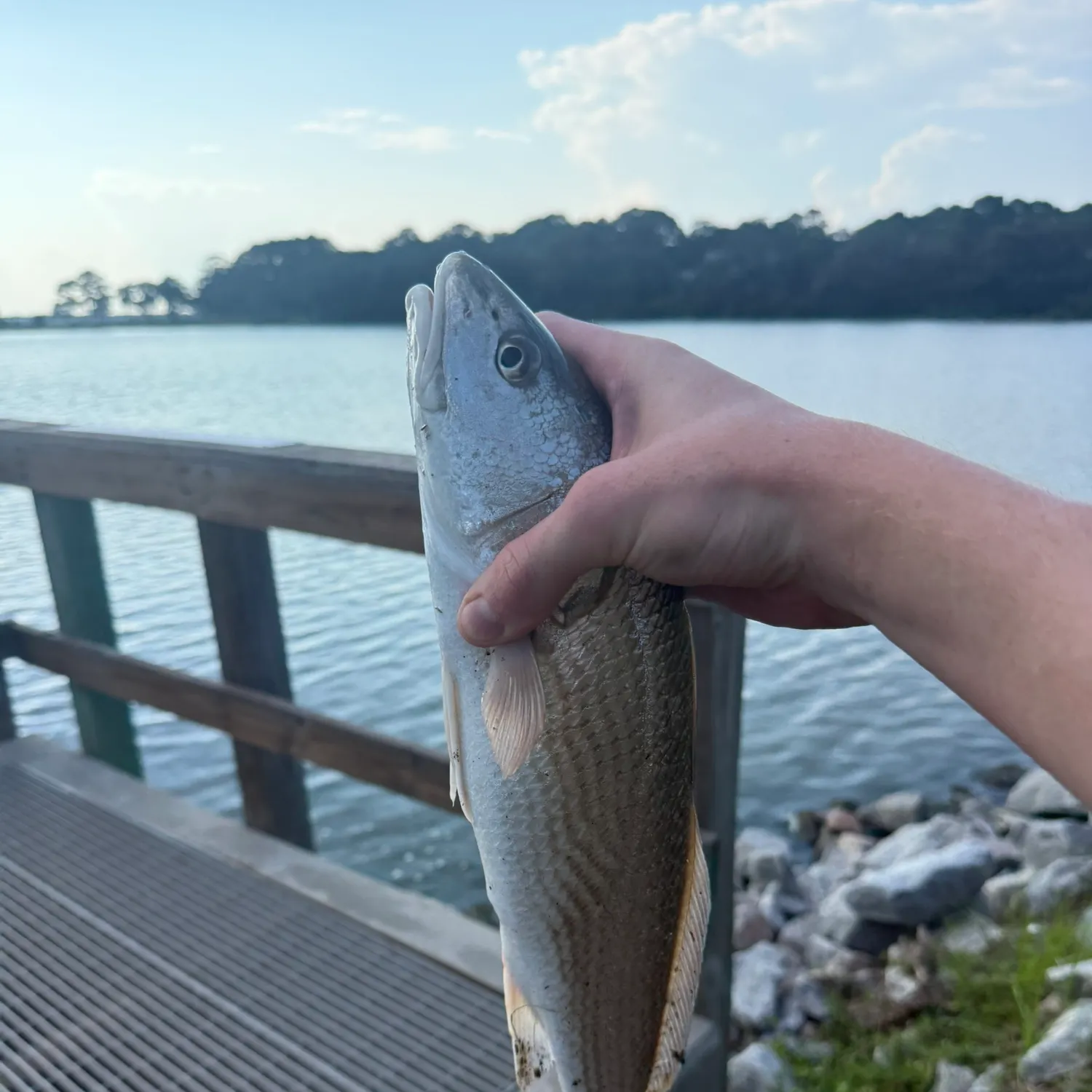 Red drum caught on Fishbrain