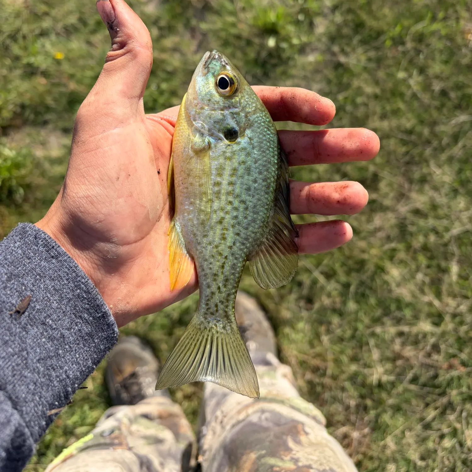 Redear sunfish caught on Fishbrain