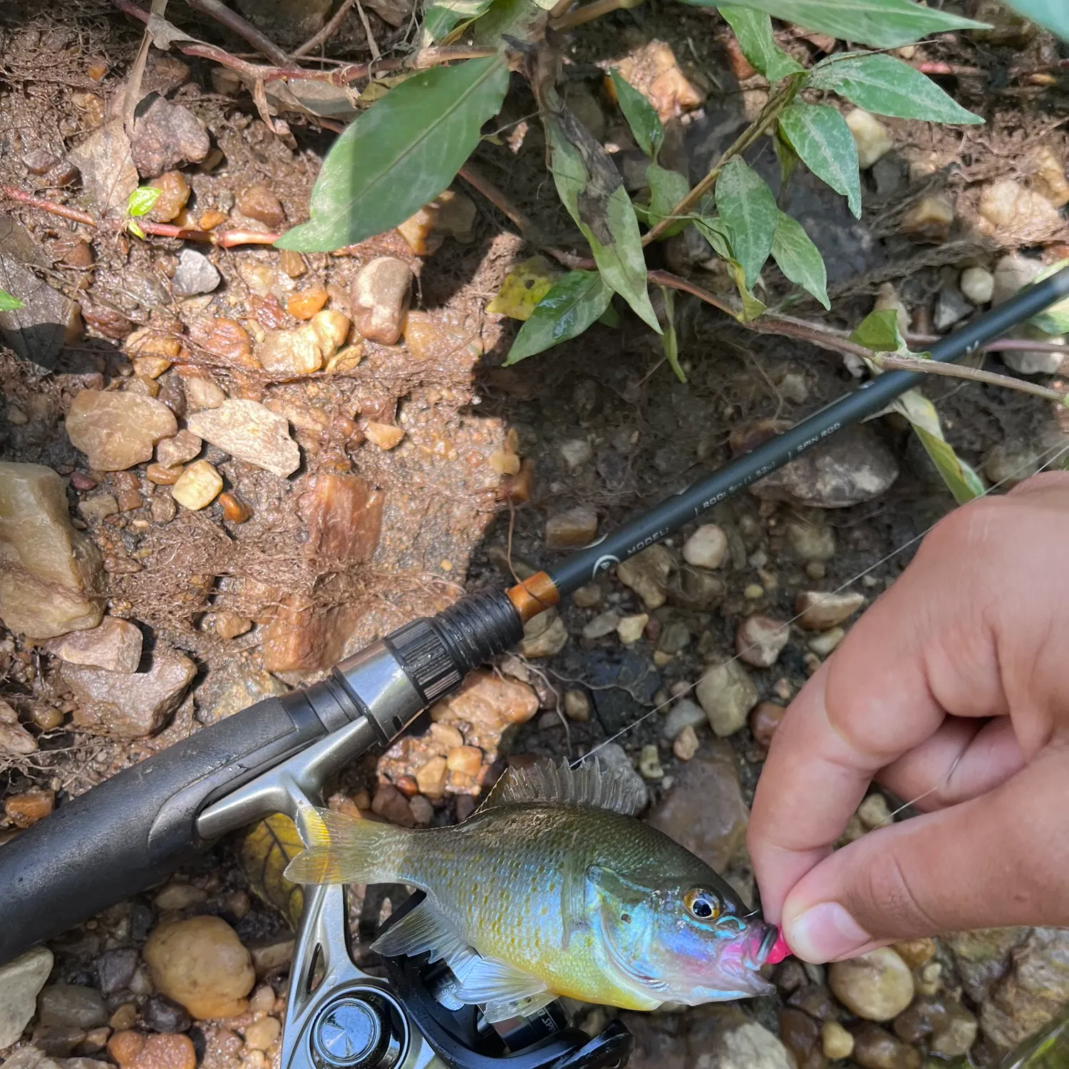 Redbreast sunfish caught on Fishbrain