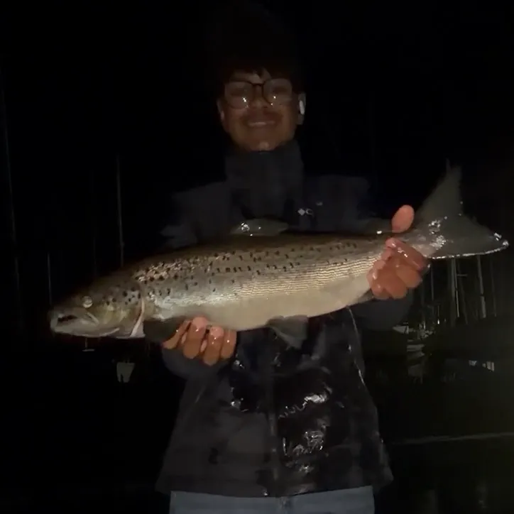 Landlocked atlantic salmon caught on Fishbrain