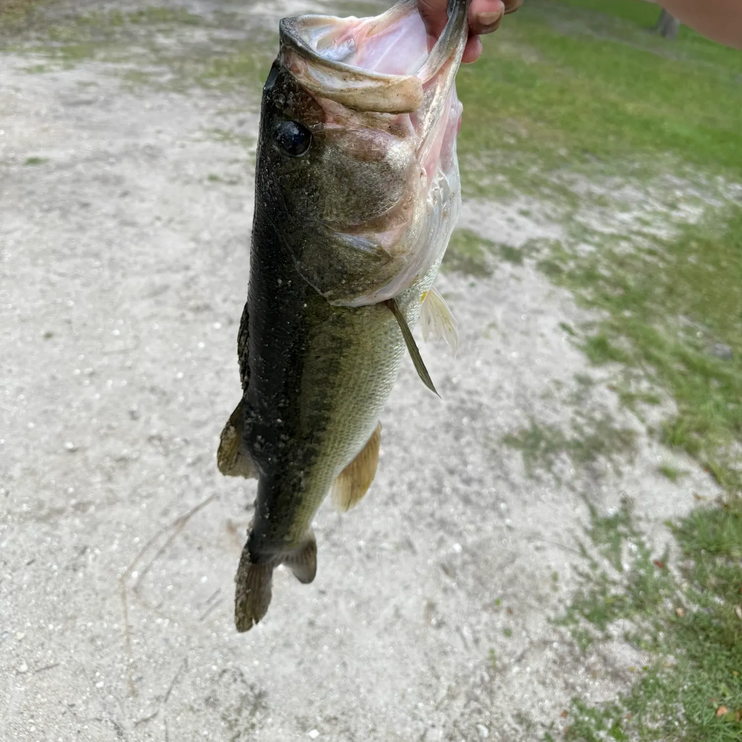 The most recent Largemouth bass catches on Fishbrain