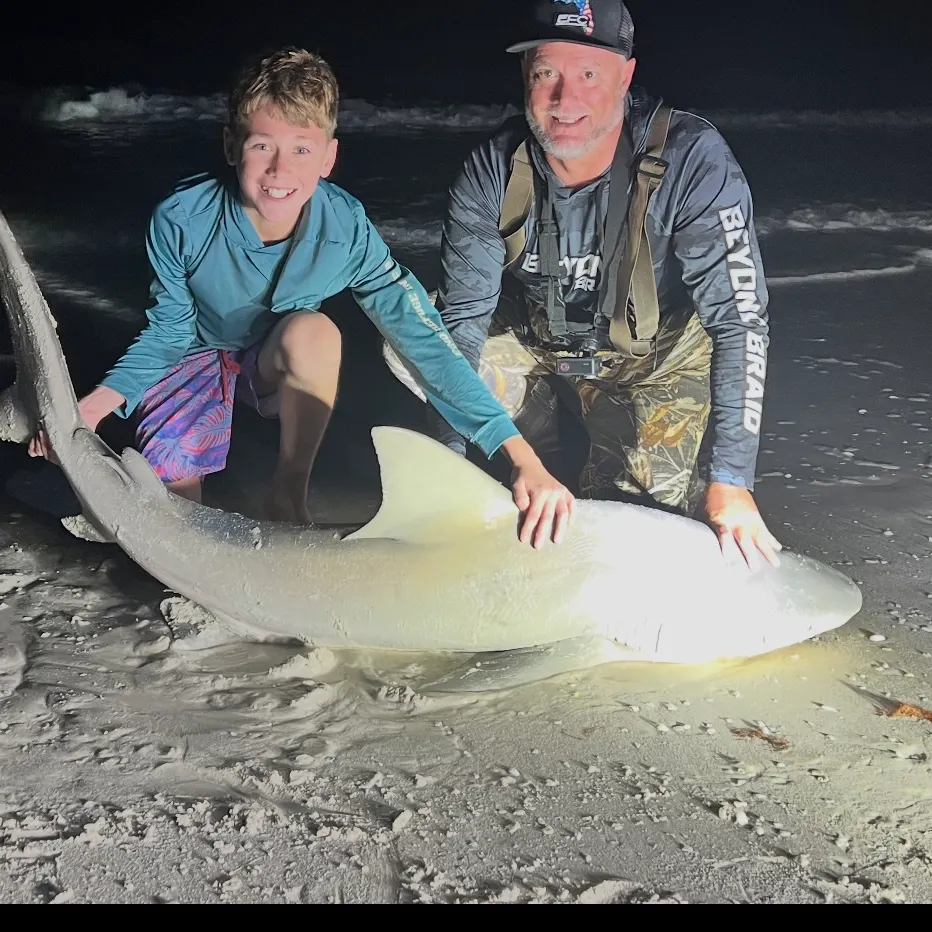 Sandbar shark caught on Fishbrain