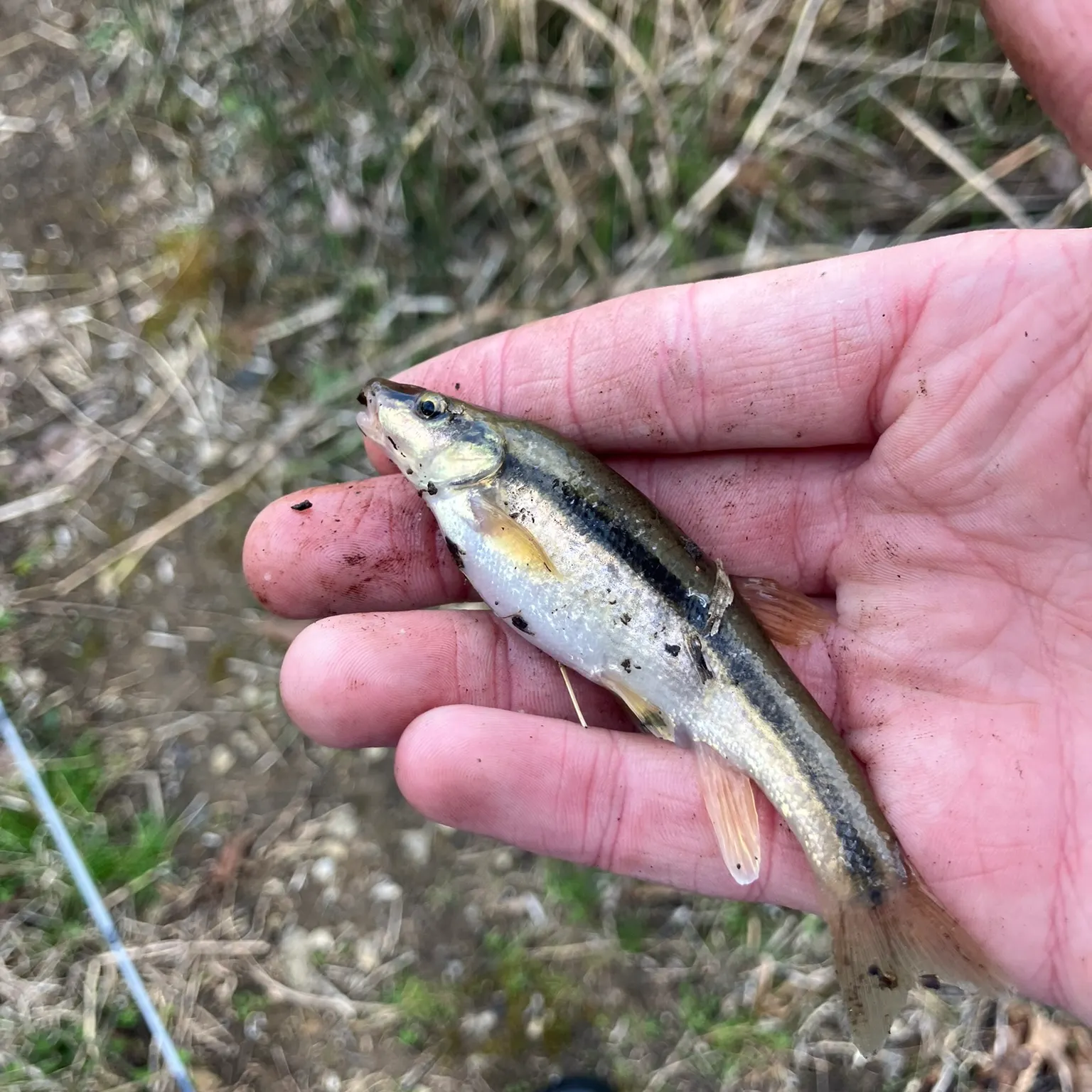 The most recent Eastern blacknose dace catches on Fishbrain