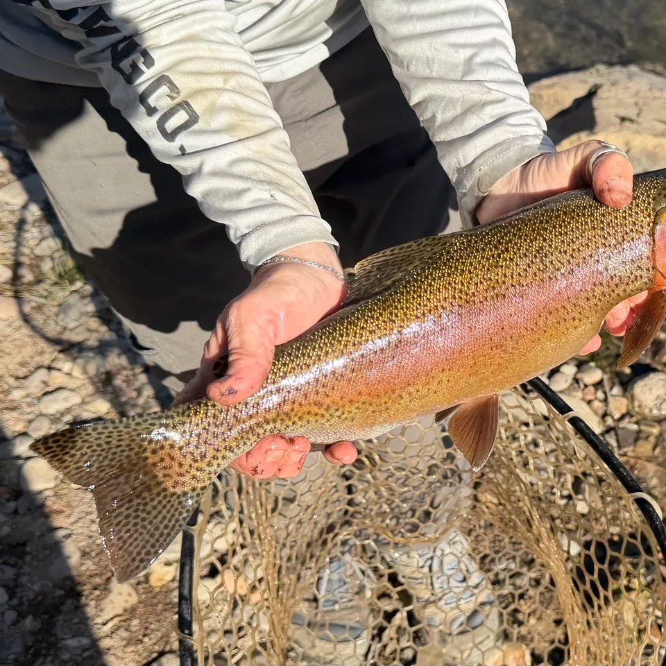 Rainbow trout caught on Fishbrain