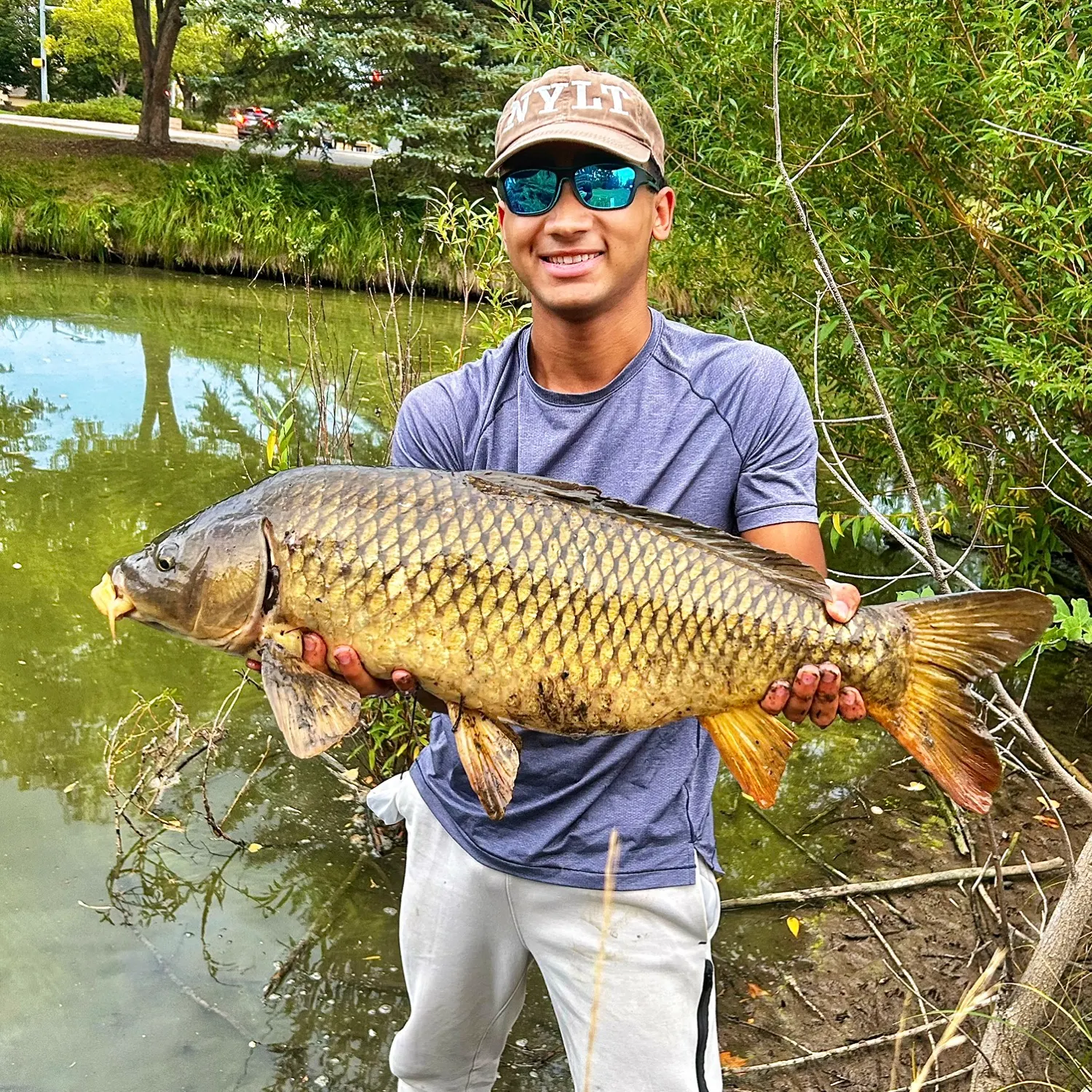 Common carp caught on Fishbrain