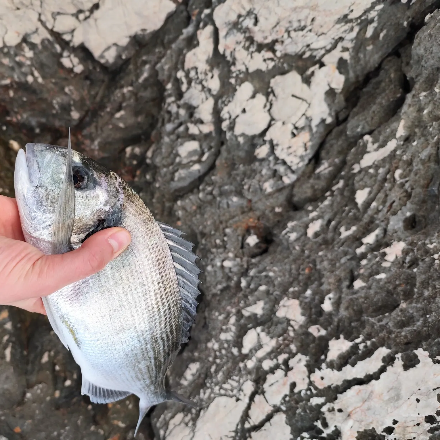 The most recent Gilthead seabream catches on Fishbrain