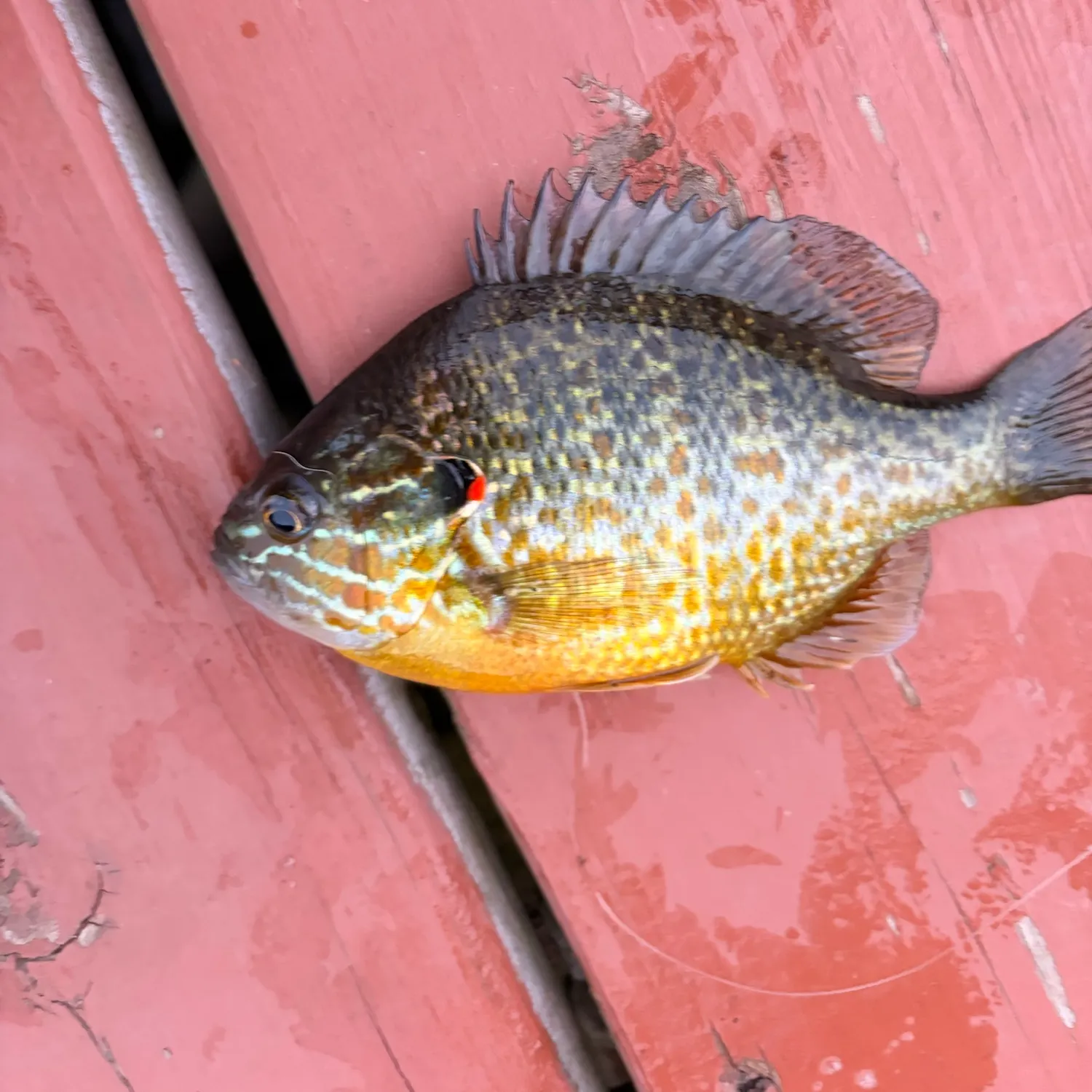 Pumpkinseed caught on Fishbrain