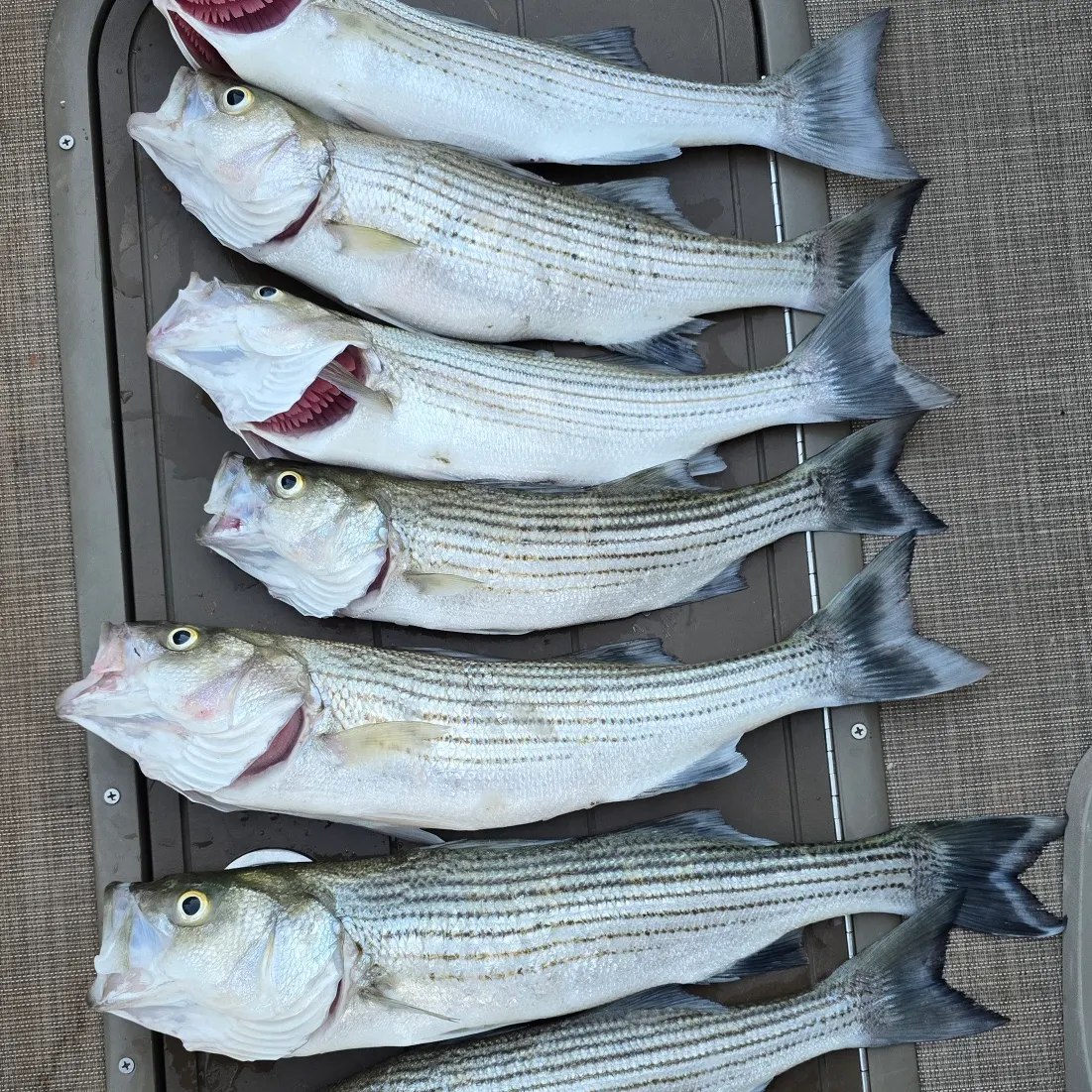recently logged catches